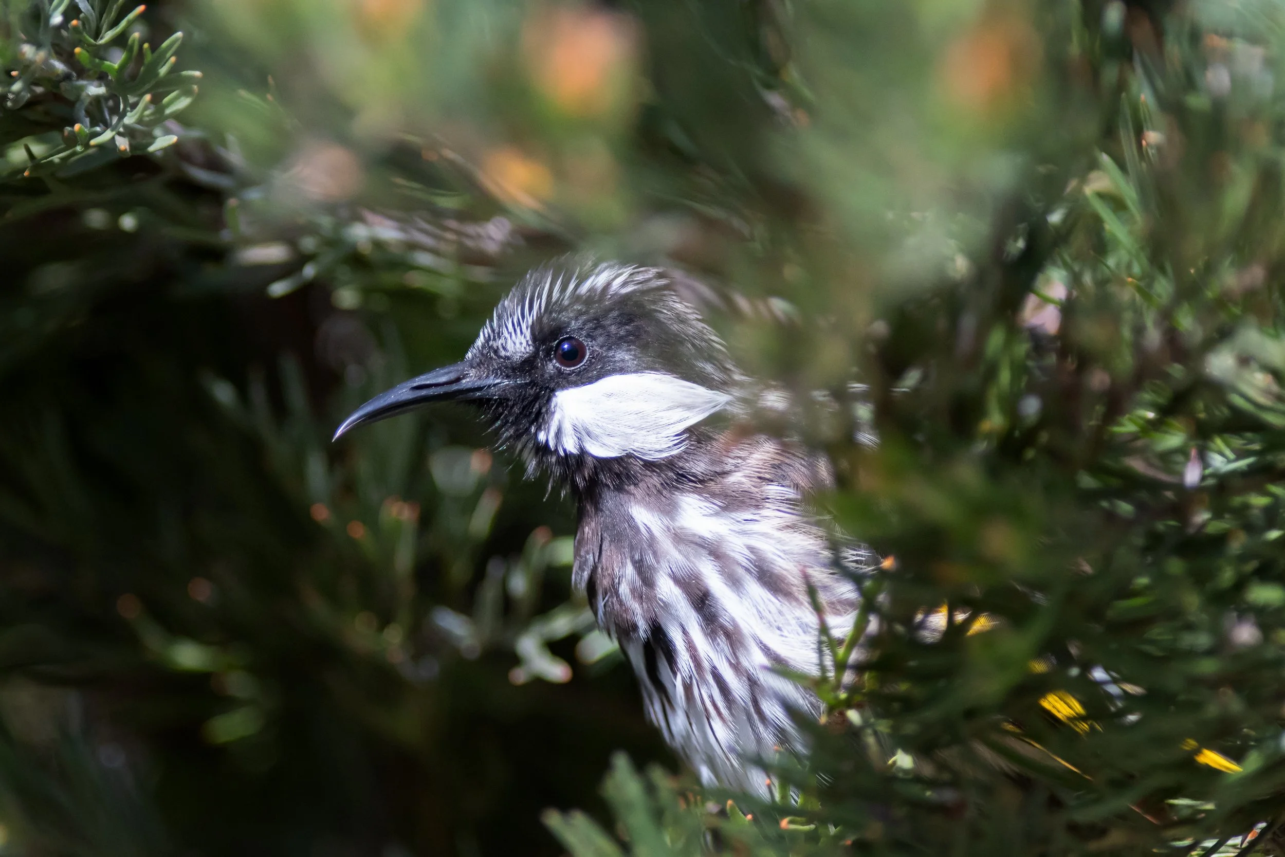 White-cheeked Honeyeater, Kings Park, Perth, Western Australia, Australia