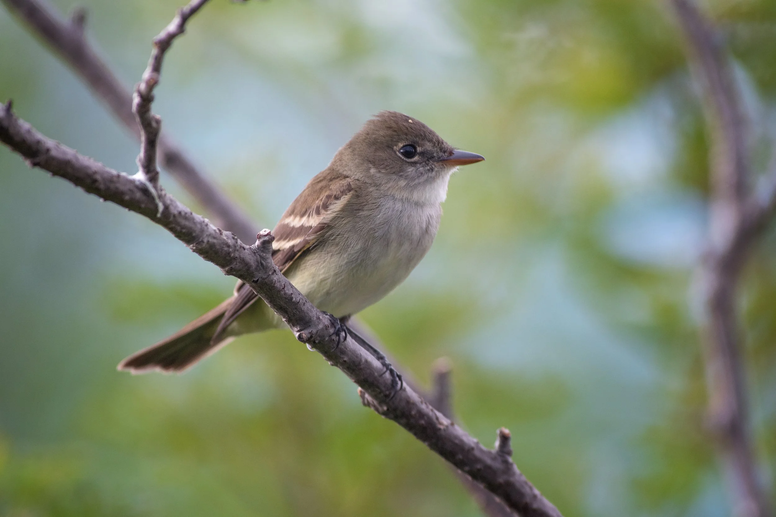 Alder Flycatcher, Palmer Hay Flats State Game Refuge, Matanuska-Susitna Borough, Alaska