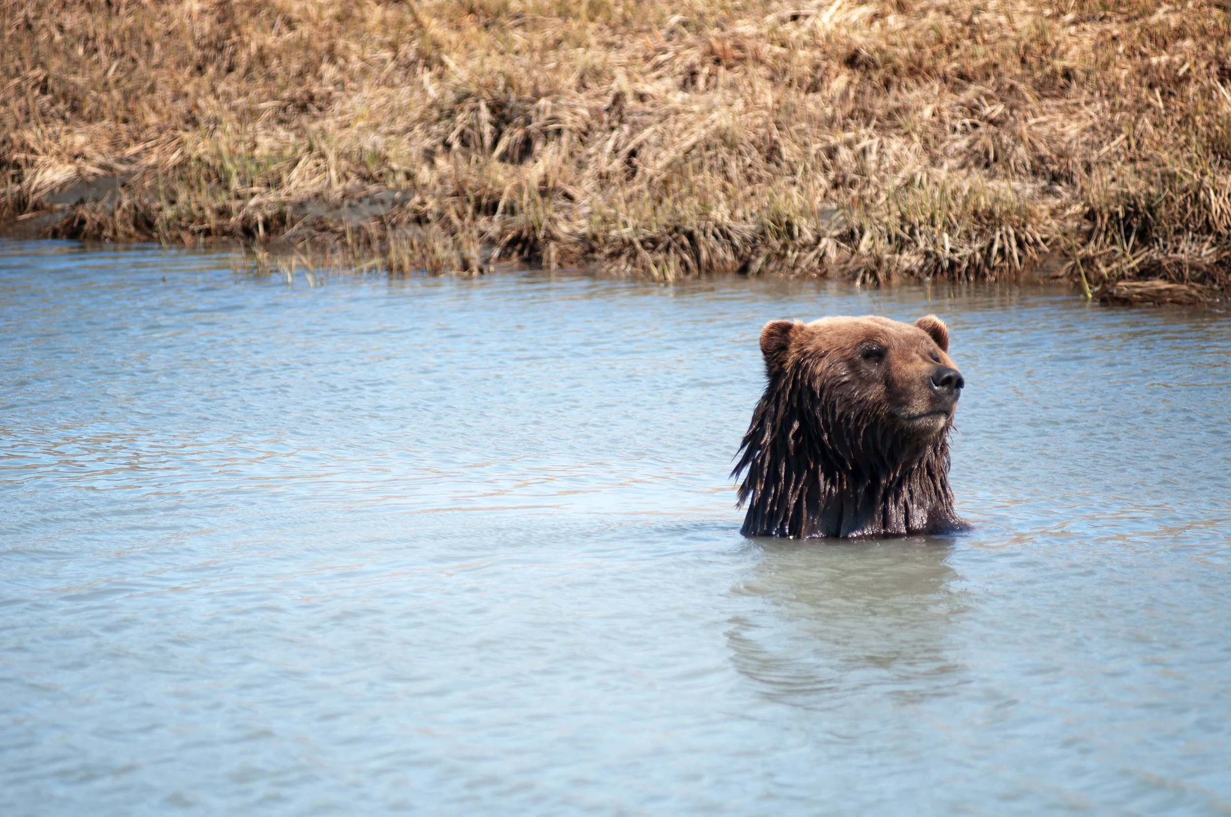 Brown Bear, Grizzly Bear, Alaska