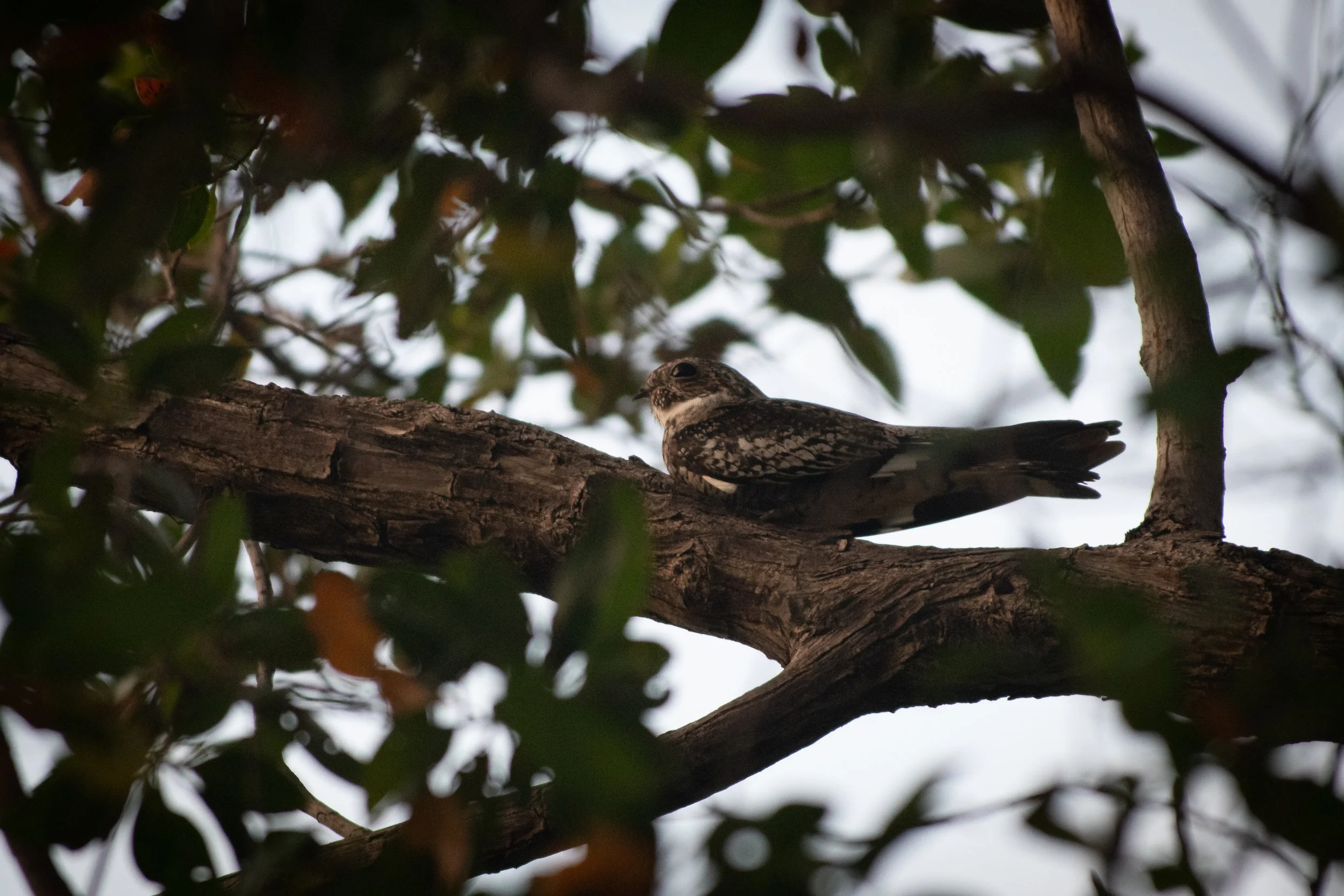 Antillean Nighthawk, Montrouis, Artibonite, Haiti
