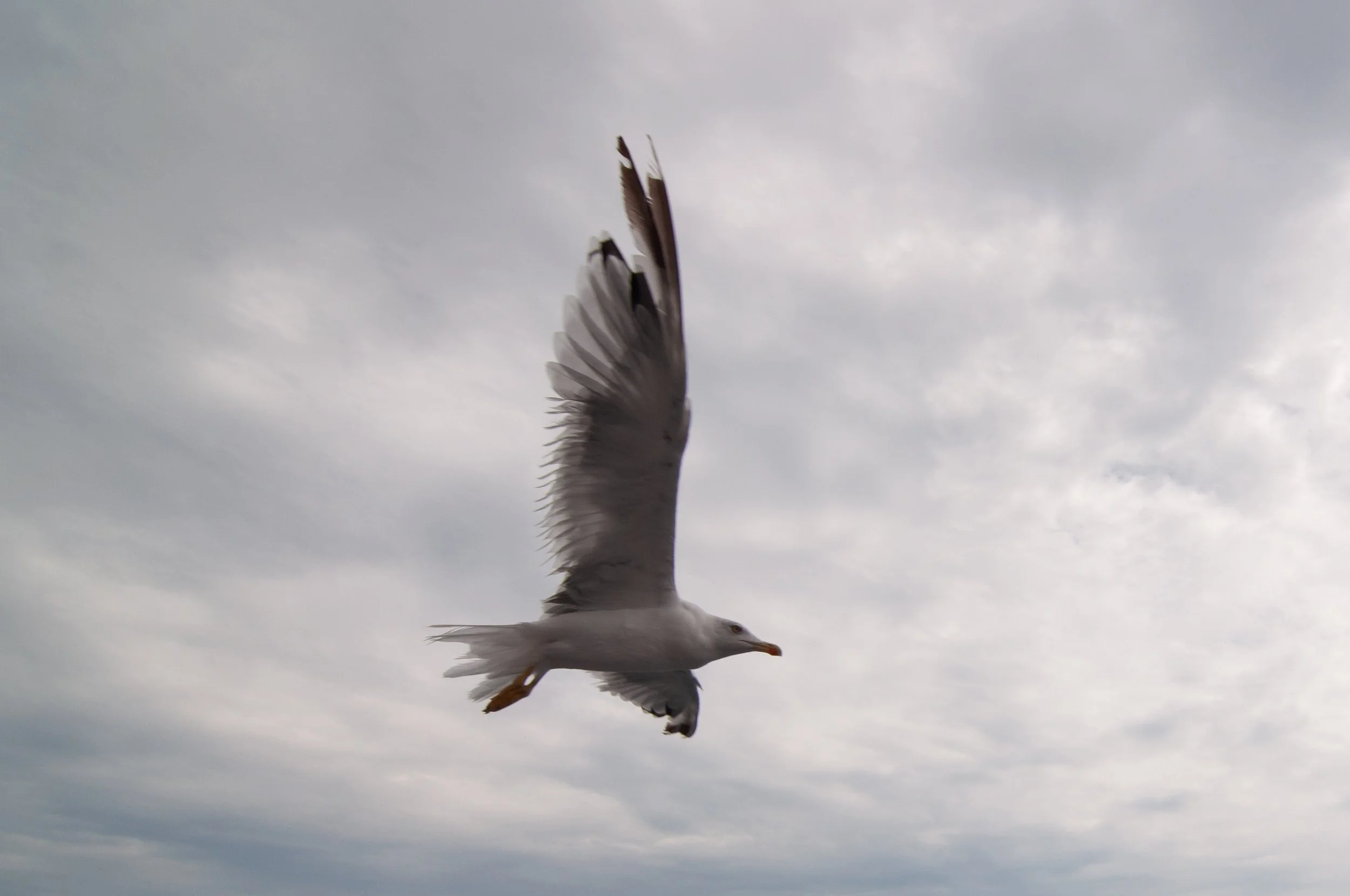 Yellow-legged Gull, Thassos, Eastern Macedonia & Thrace, Greece