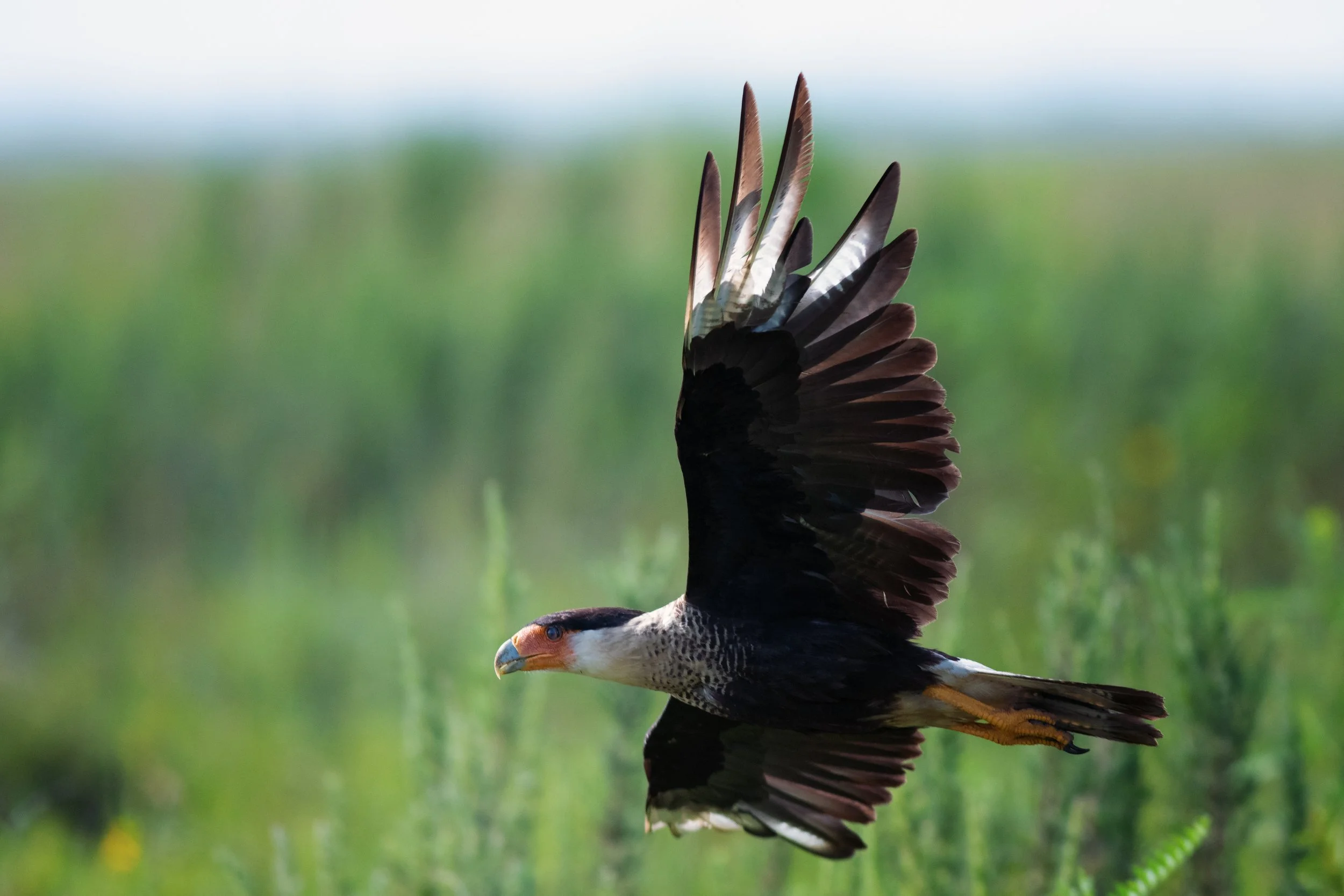 Crested Caracara, Attwater Prairie Chicken National Wildlife Refuge, Colorado County, Texas