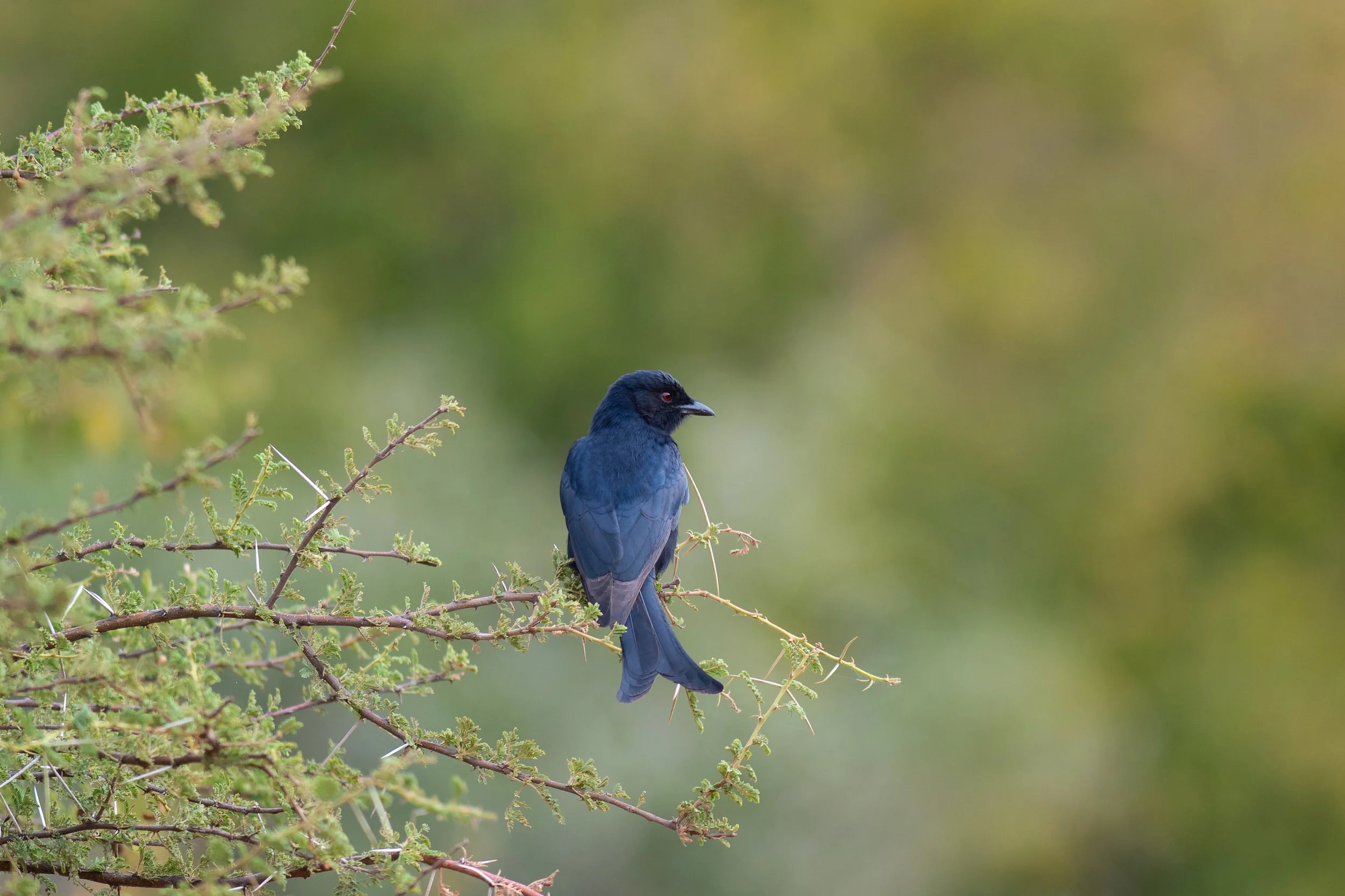 Fork-tailed Drongo, Pilanesberg National Park, North-West, South Africa