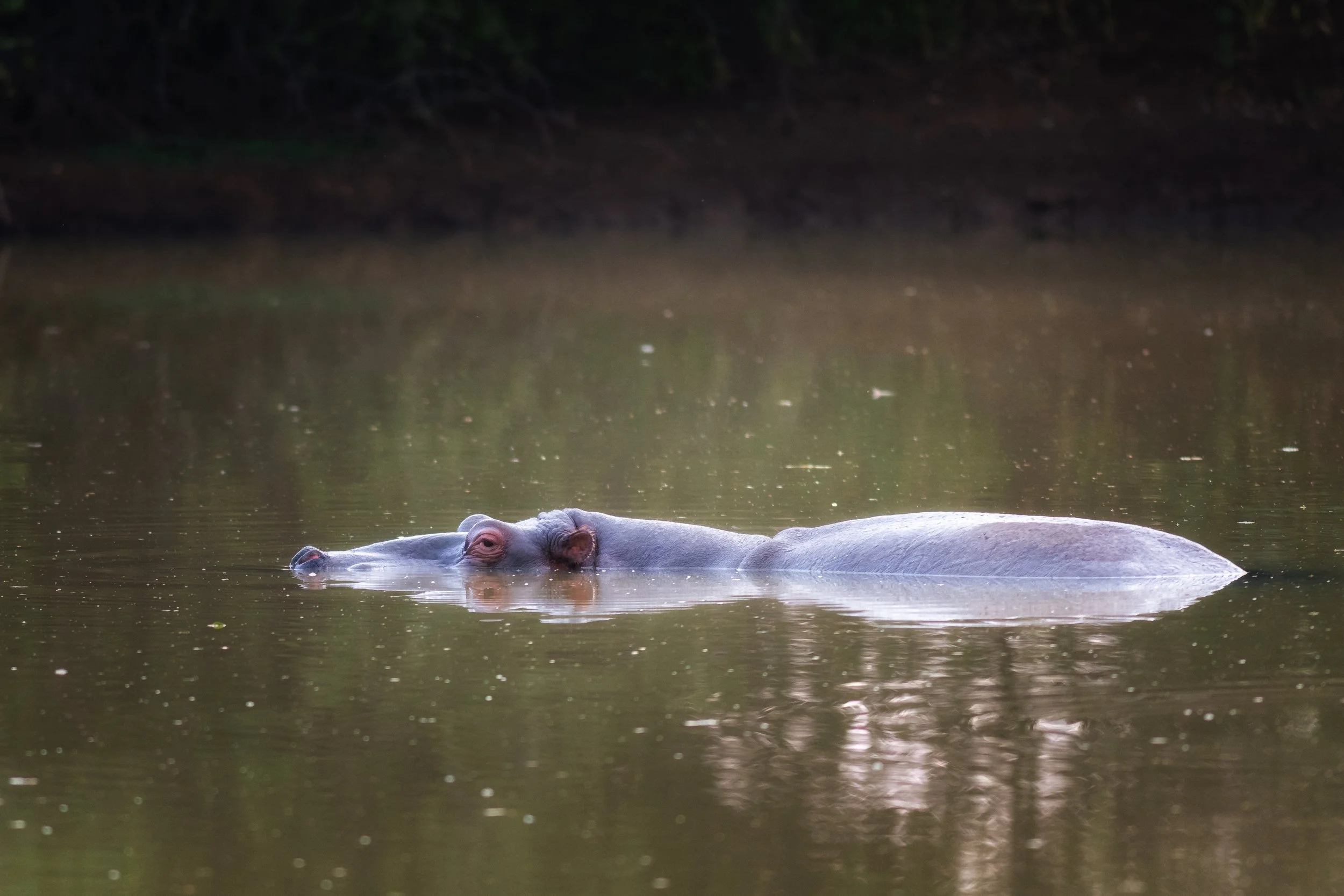 Hippopotamus, Pilanesberg, South Africa