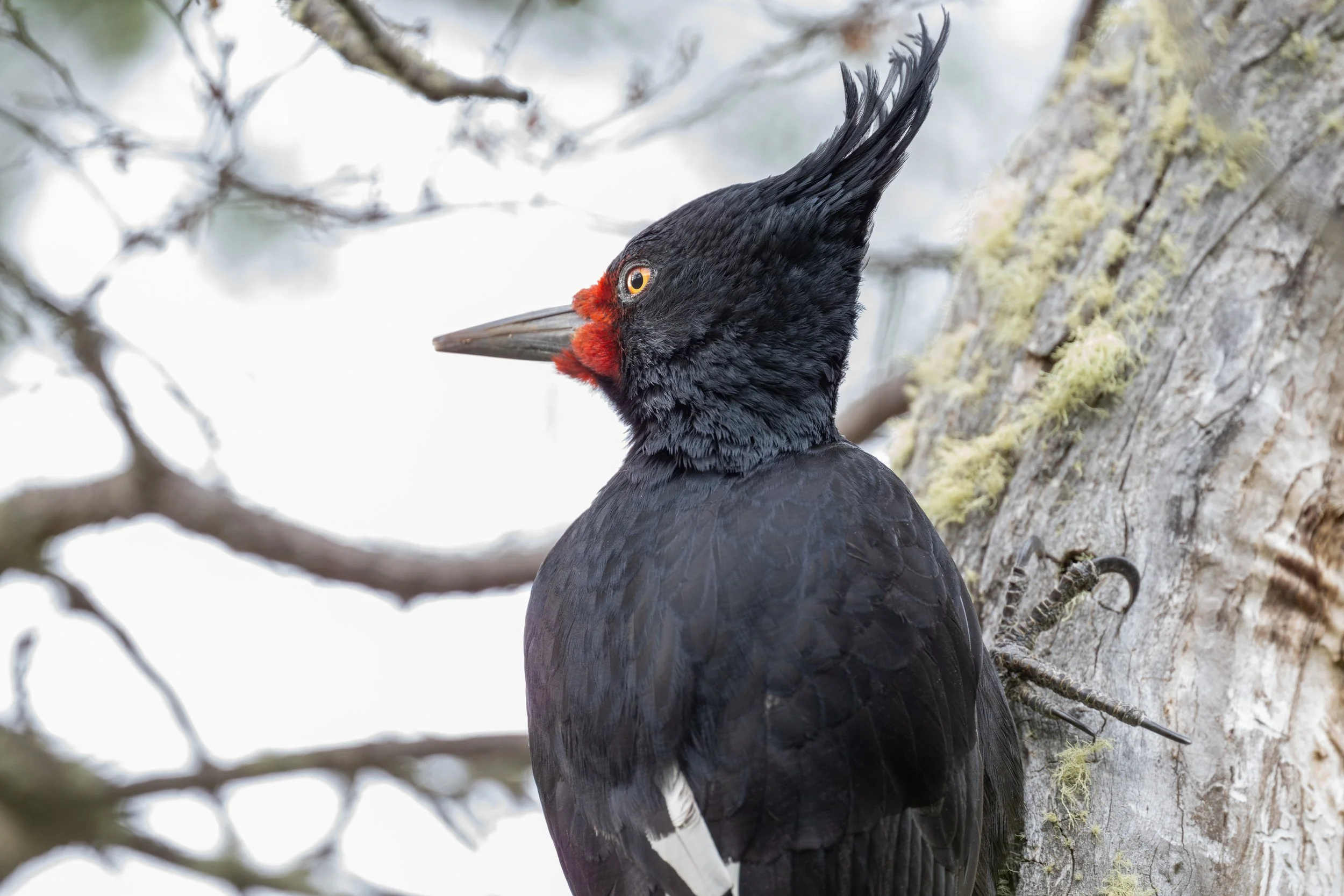 Magellanic Woodpecker (Campephilus magellanicus) - Torres del Paine - Rio Serrano, Magallanes, Chile - Digital