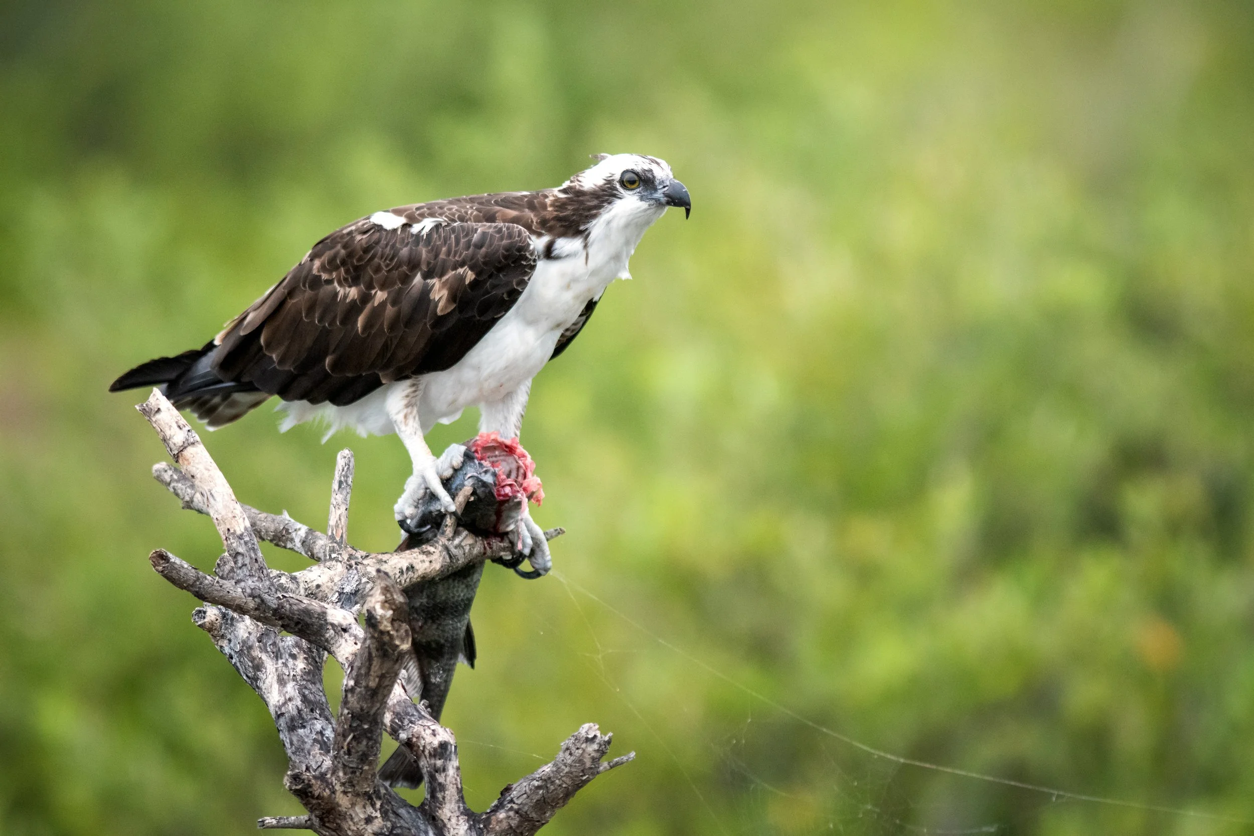 Osprey, Merritt Island National Wildlife Refuge, Brevard County, Florida