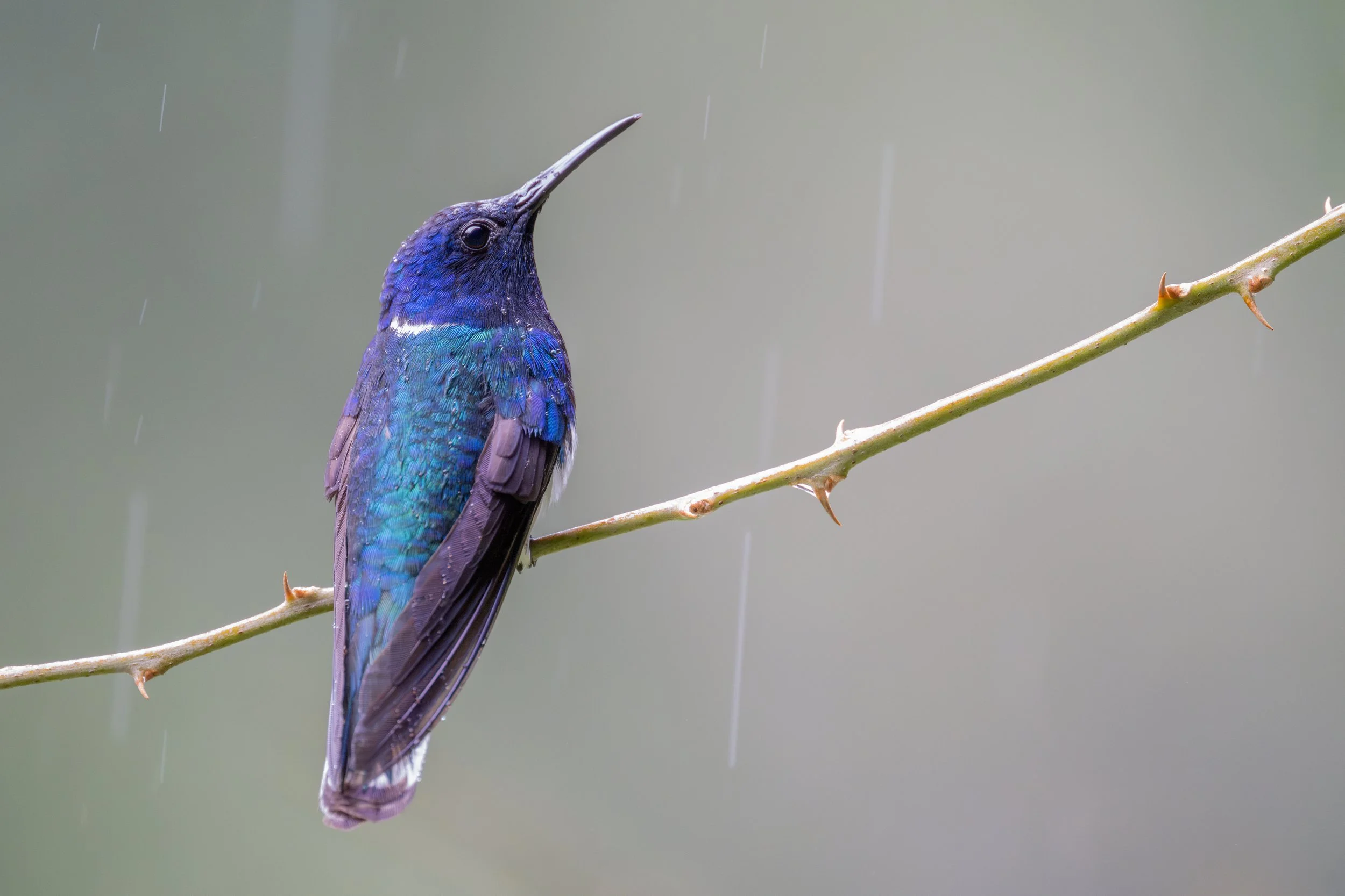 North America (Central America)