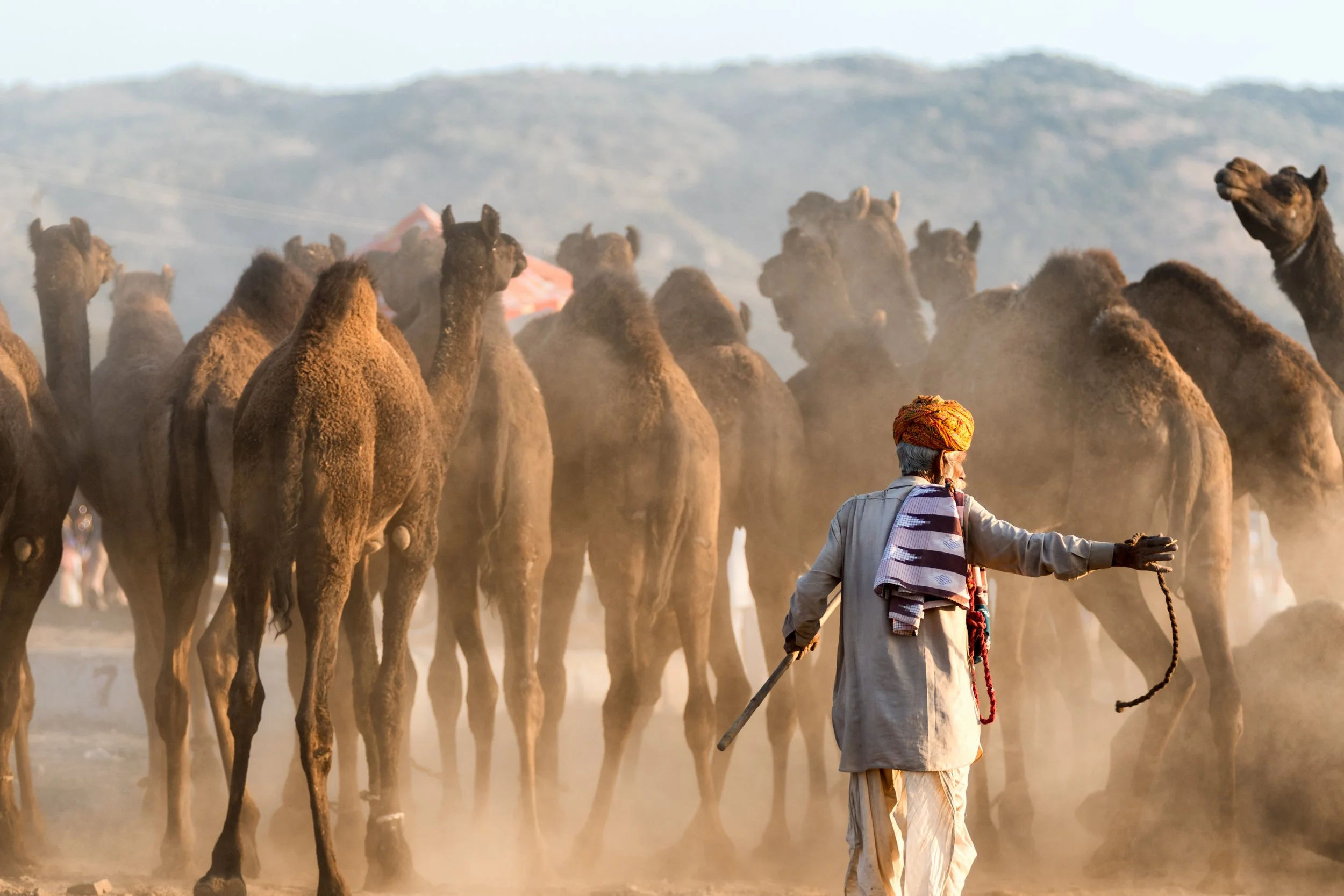 The Camelherd, Pushkar, Rajasthan, India