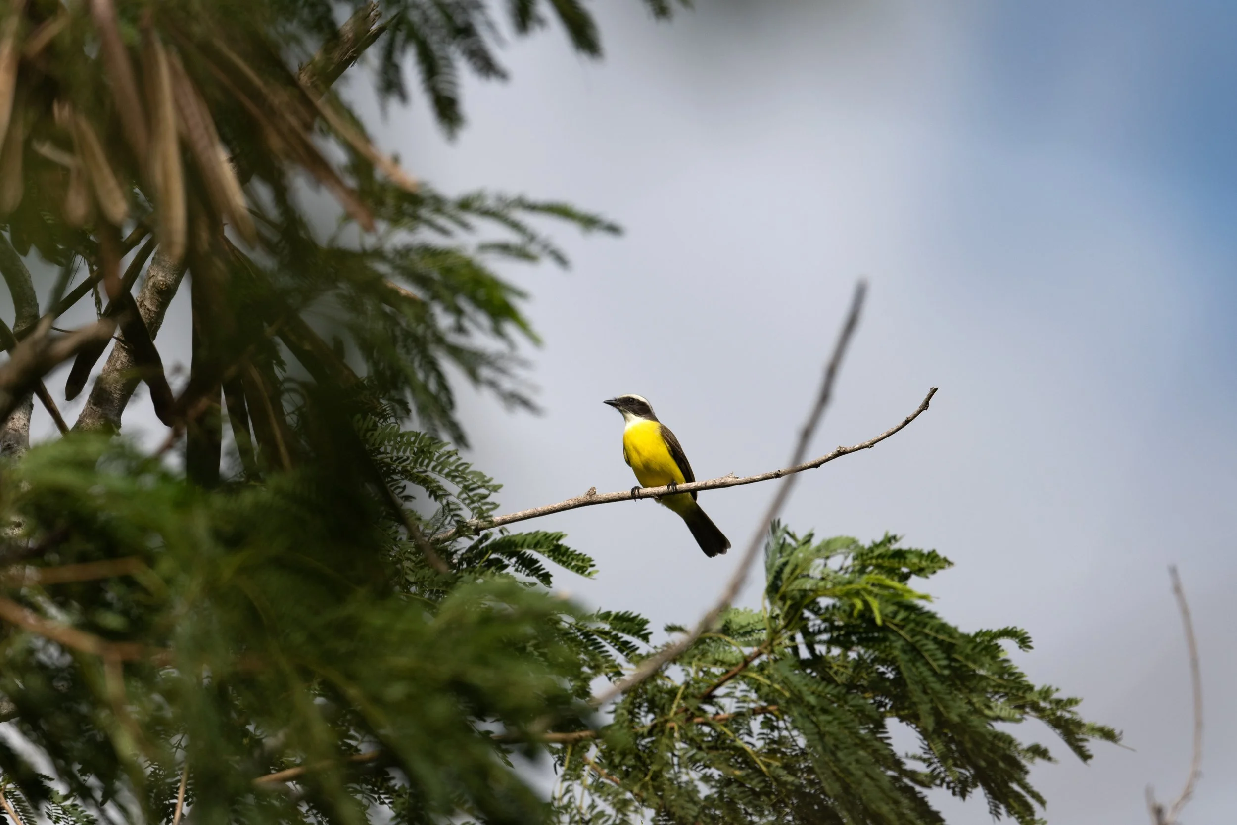 Social Flycatcher, University of Texas Rio Grande Valley, Brownsville, Cameron County, Texas
