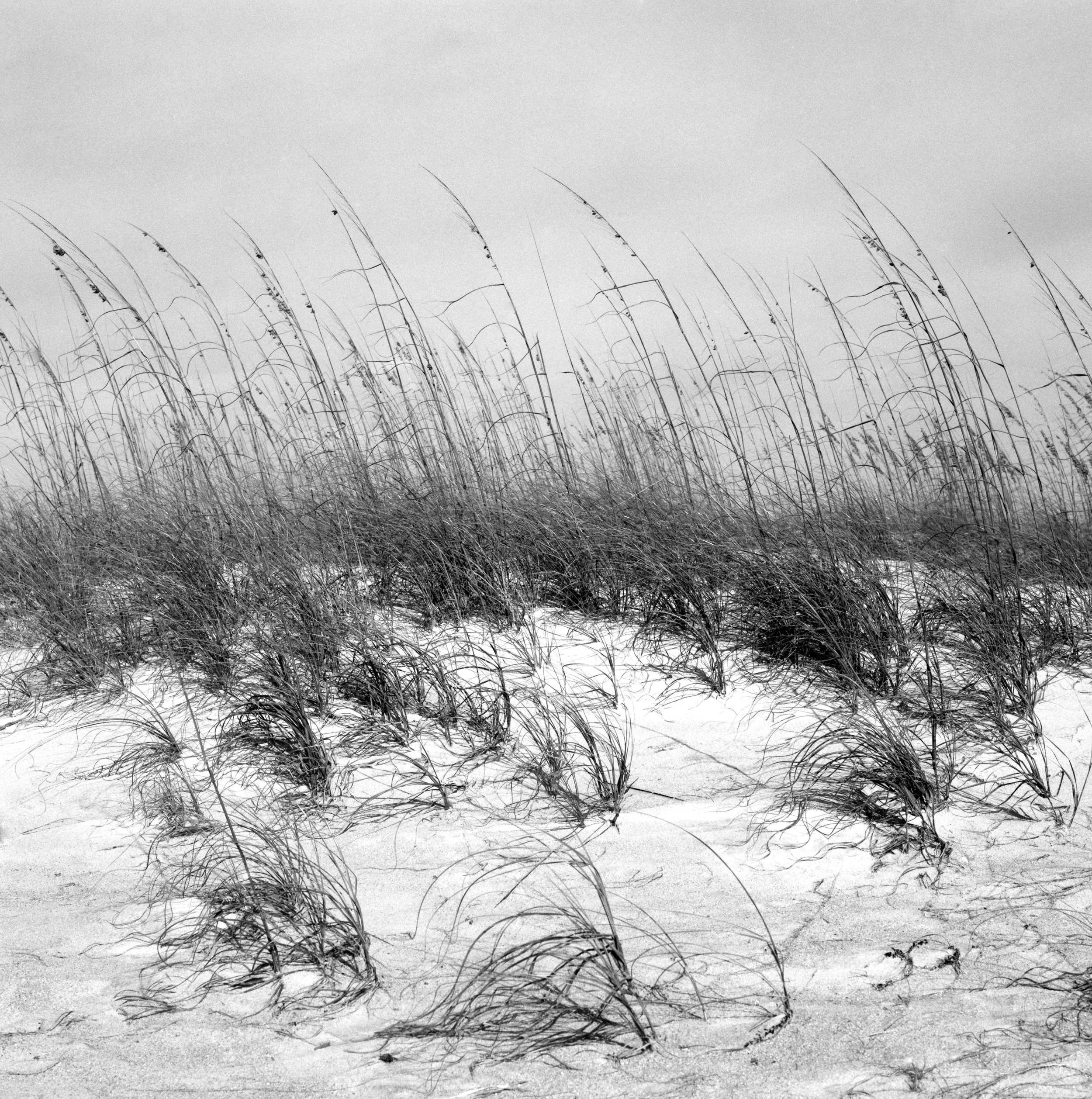 Bird Island, Canaveral National Seashore, Florida — 120 Film (6x6)