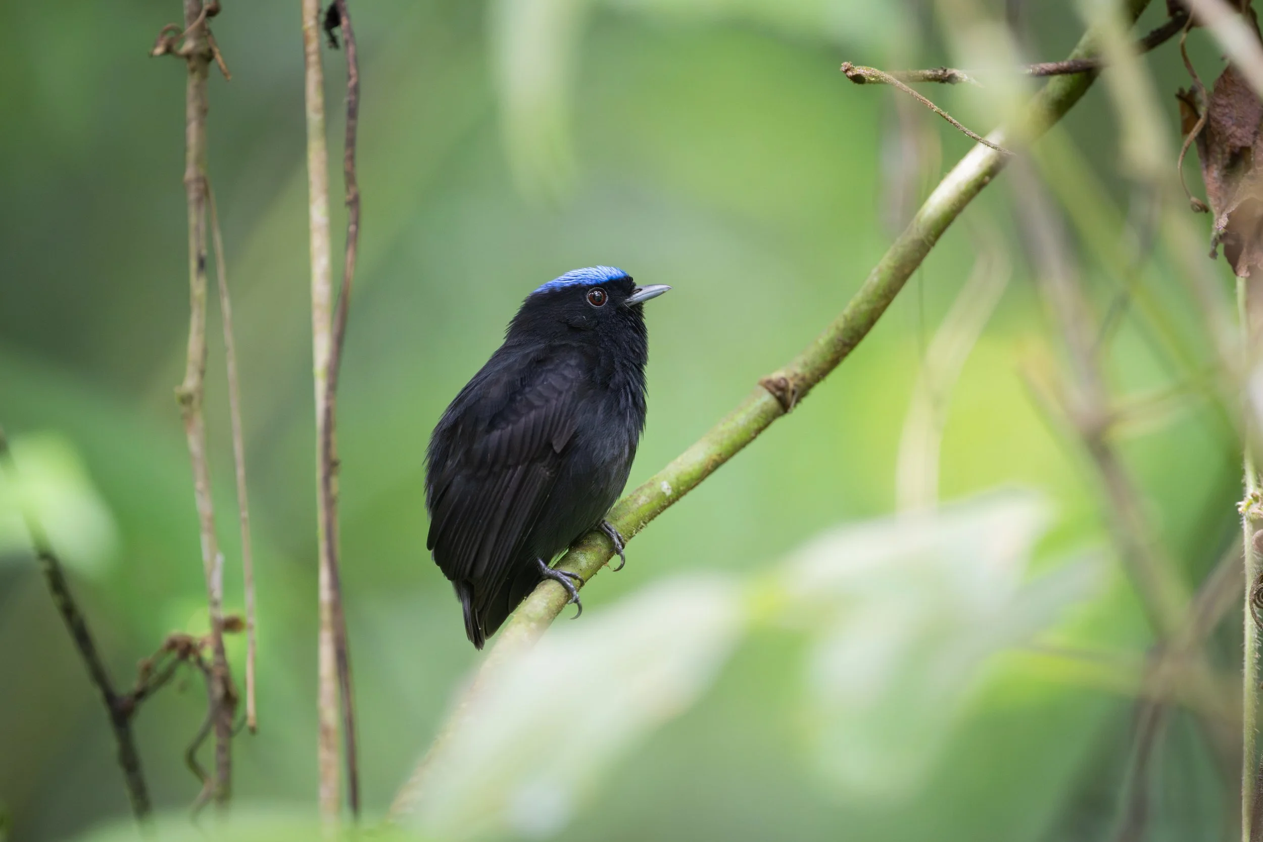 Velvety Manakin (Lepidothrix velutina) - Montana del Tigre, Puntarenas, Costa Rica - Digital