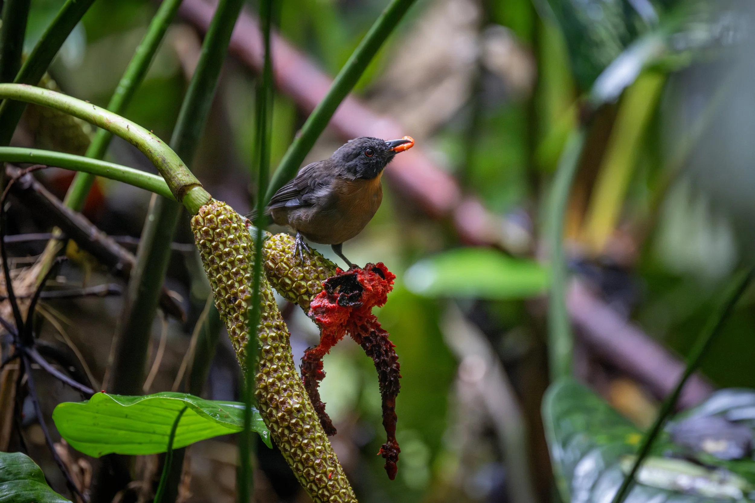 Black-cheeked Ant-Tanager (Driophlox atrimaxillaris) - Esquinas Rainforest Lodge, Puntarenas, Costa Rica - Digital