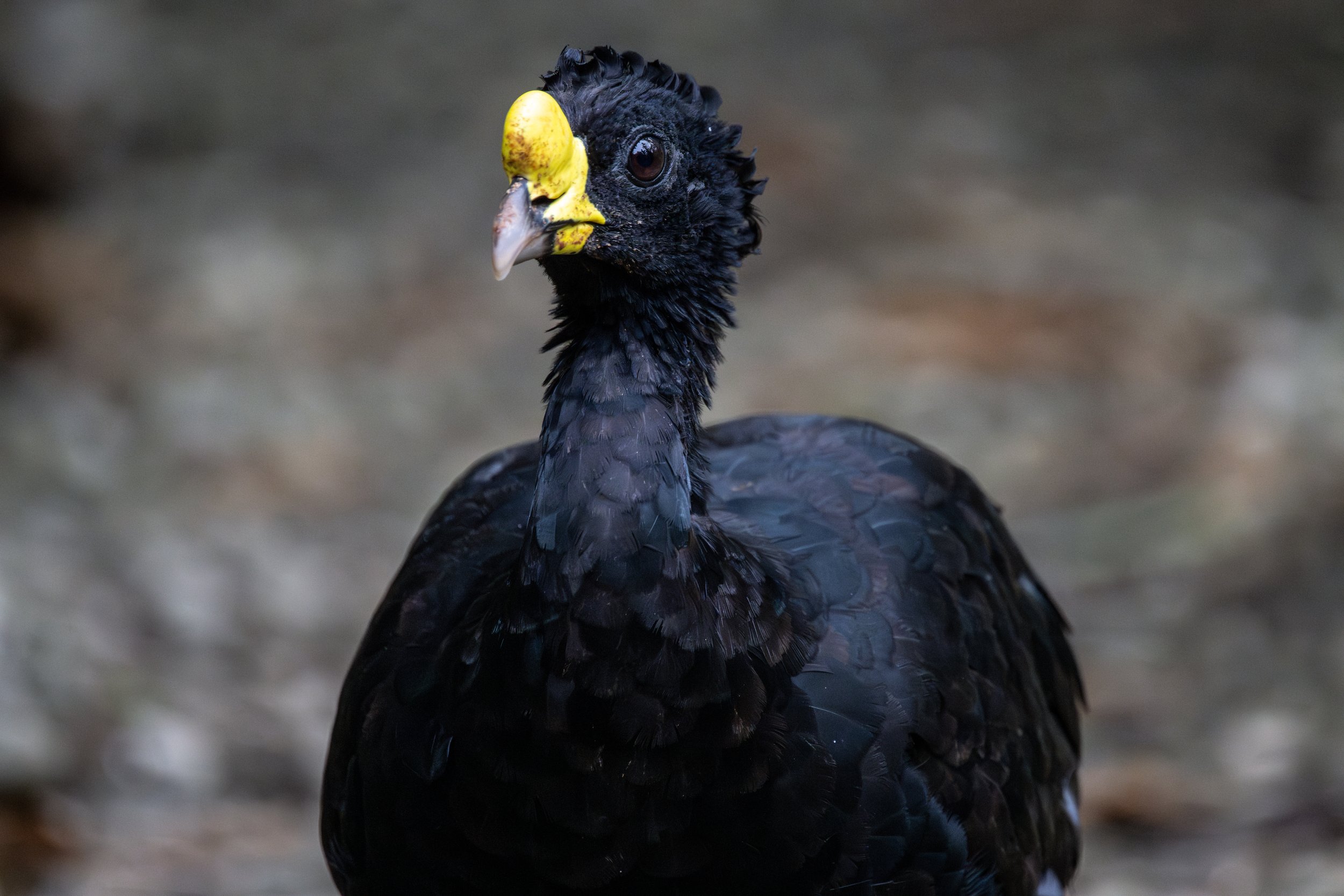 Great Curassow (Crax rubra) - La Gamba Tropenstation, Puntarenas, Costa Rica - Digital