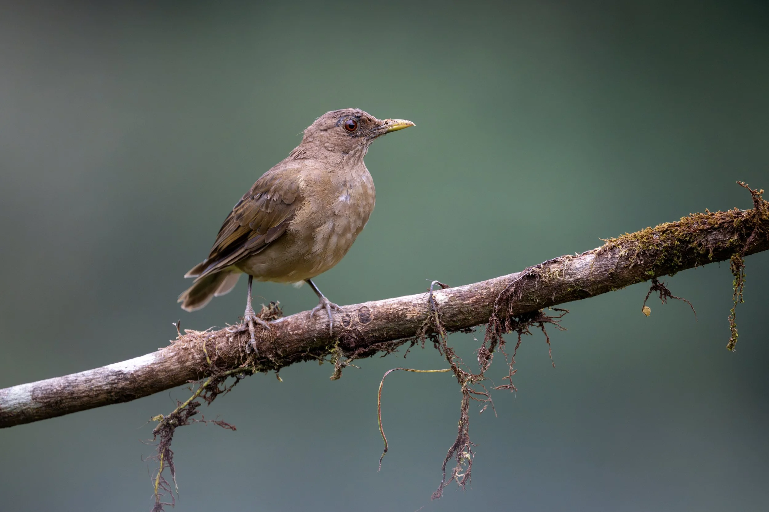 Clay-colored Thrush (Turdus grayi) - Villa Tica, San Jose, Costa Rica - Digital