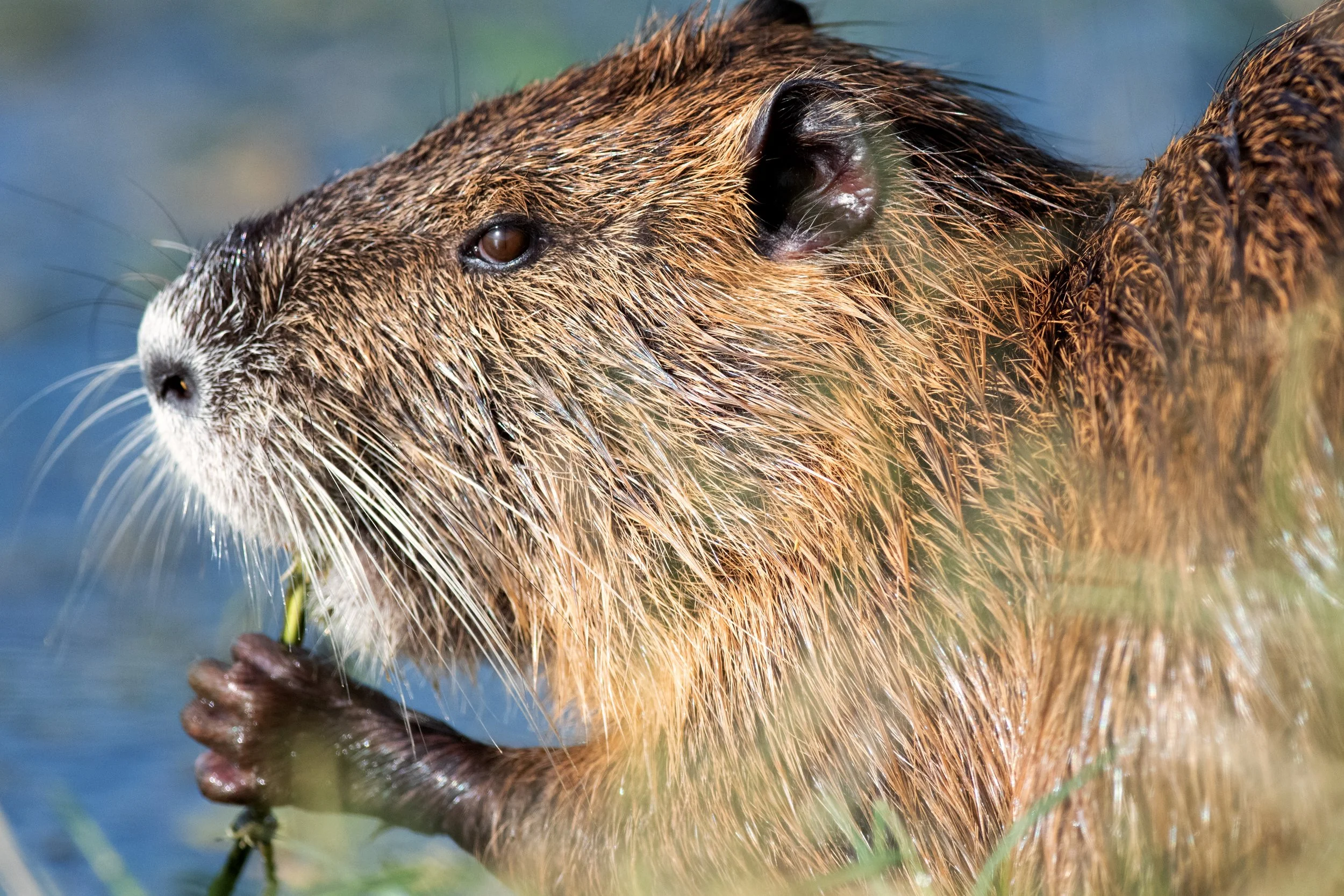Nutria, Hornsby Bend, Austin