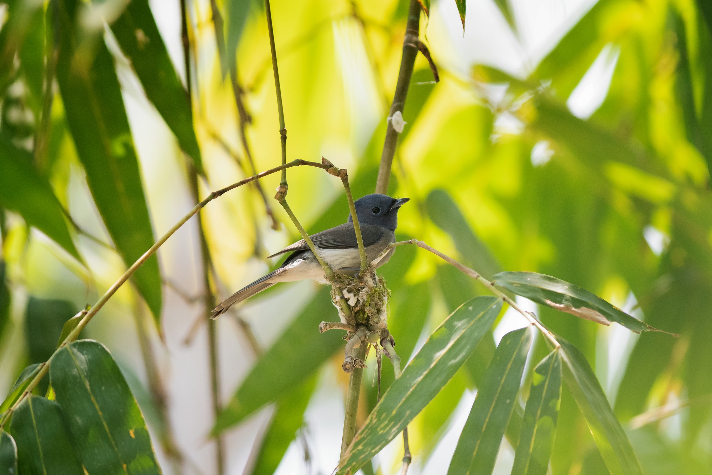 Black-naped Monarch, Uruva, Wayanad, Kerala, India