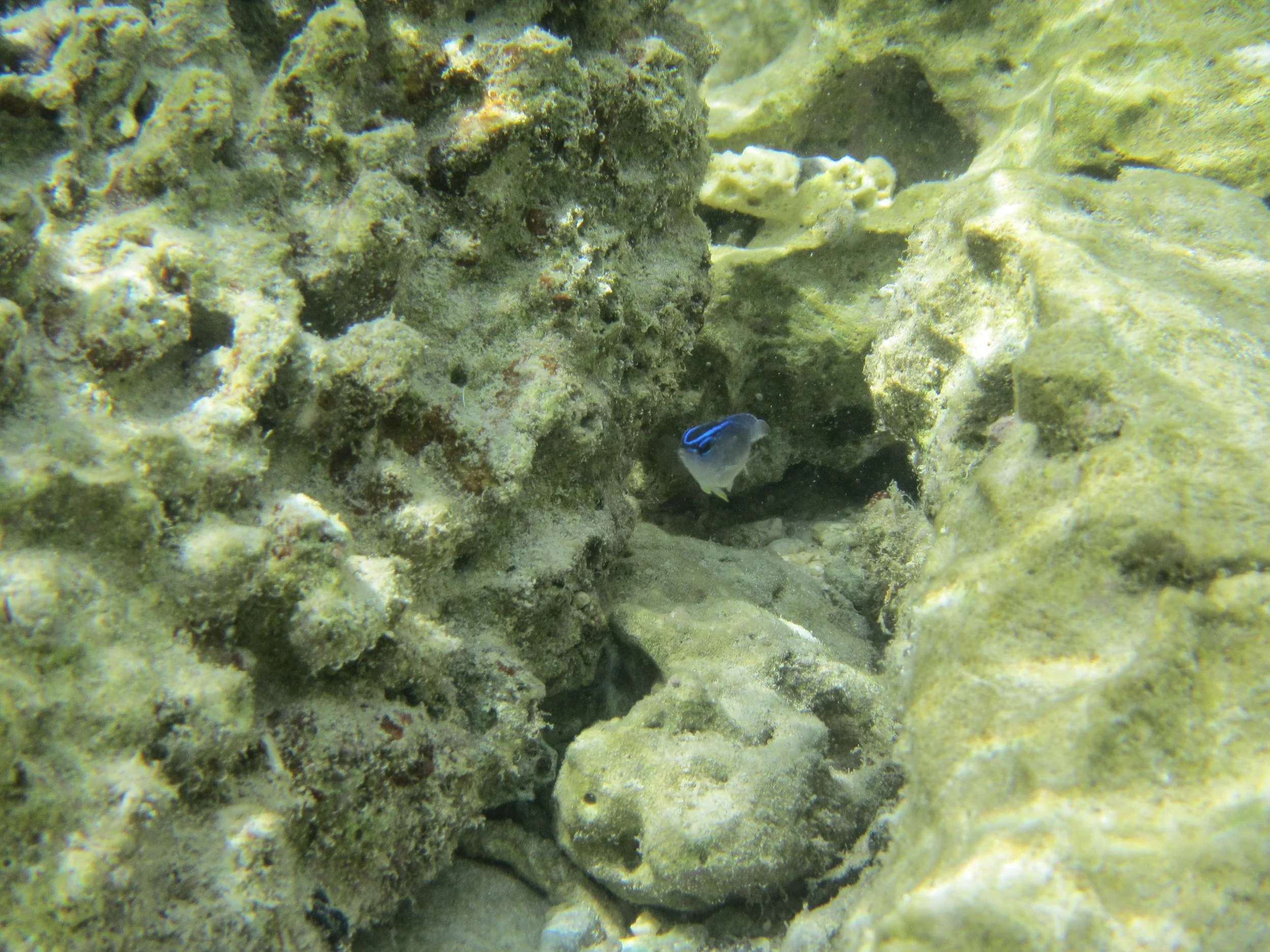 Gray Demoiselle, Underwater scene with rocks and a small blue fish swimming among them.