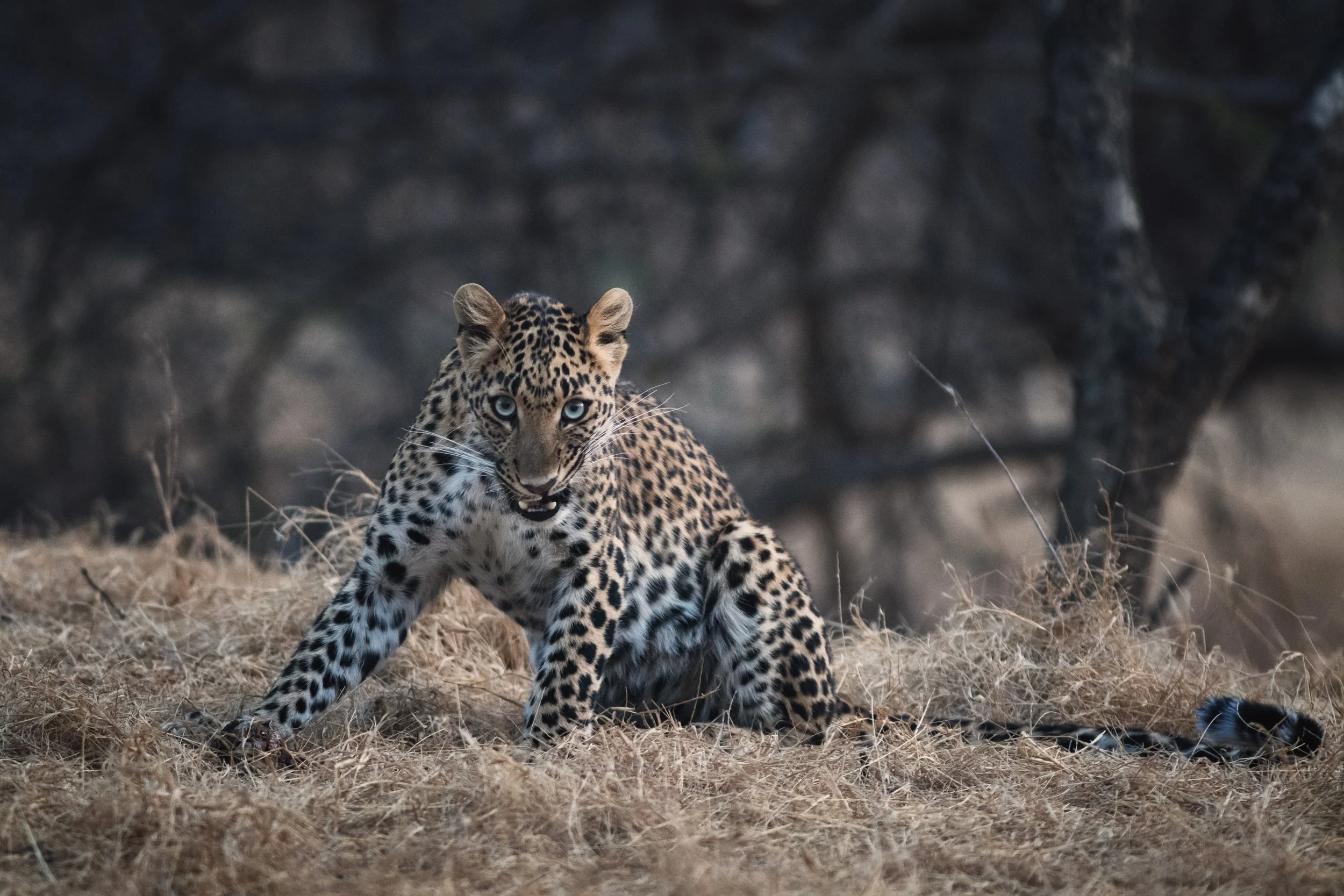 Leopard, India, Jhalana