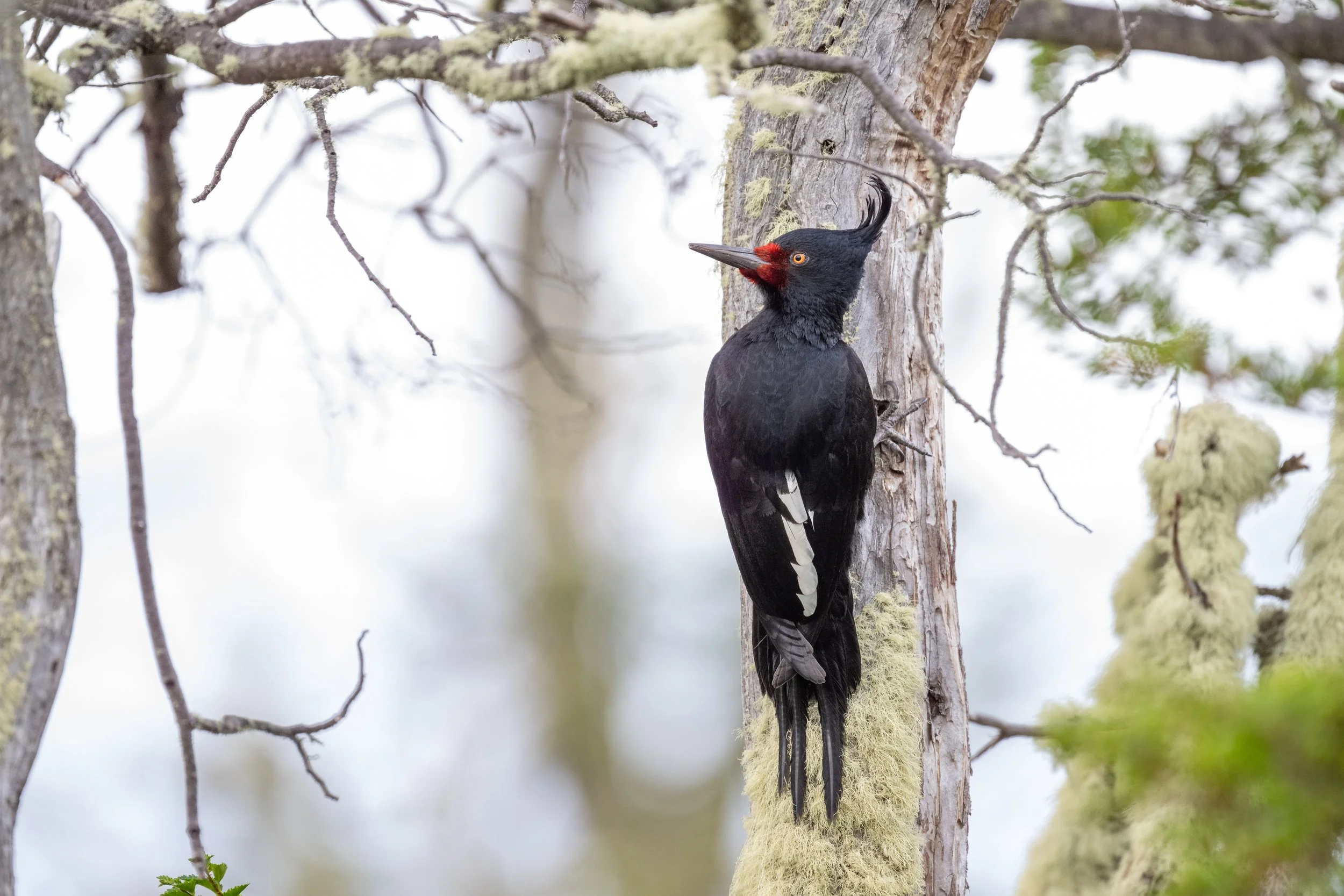 Magellanic Woodpecker (Campephilus magellanicus) - Torres del Paine - Rio Serrano, Magallanes, Chile - Digital