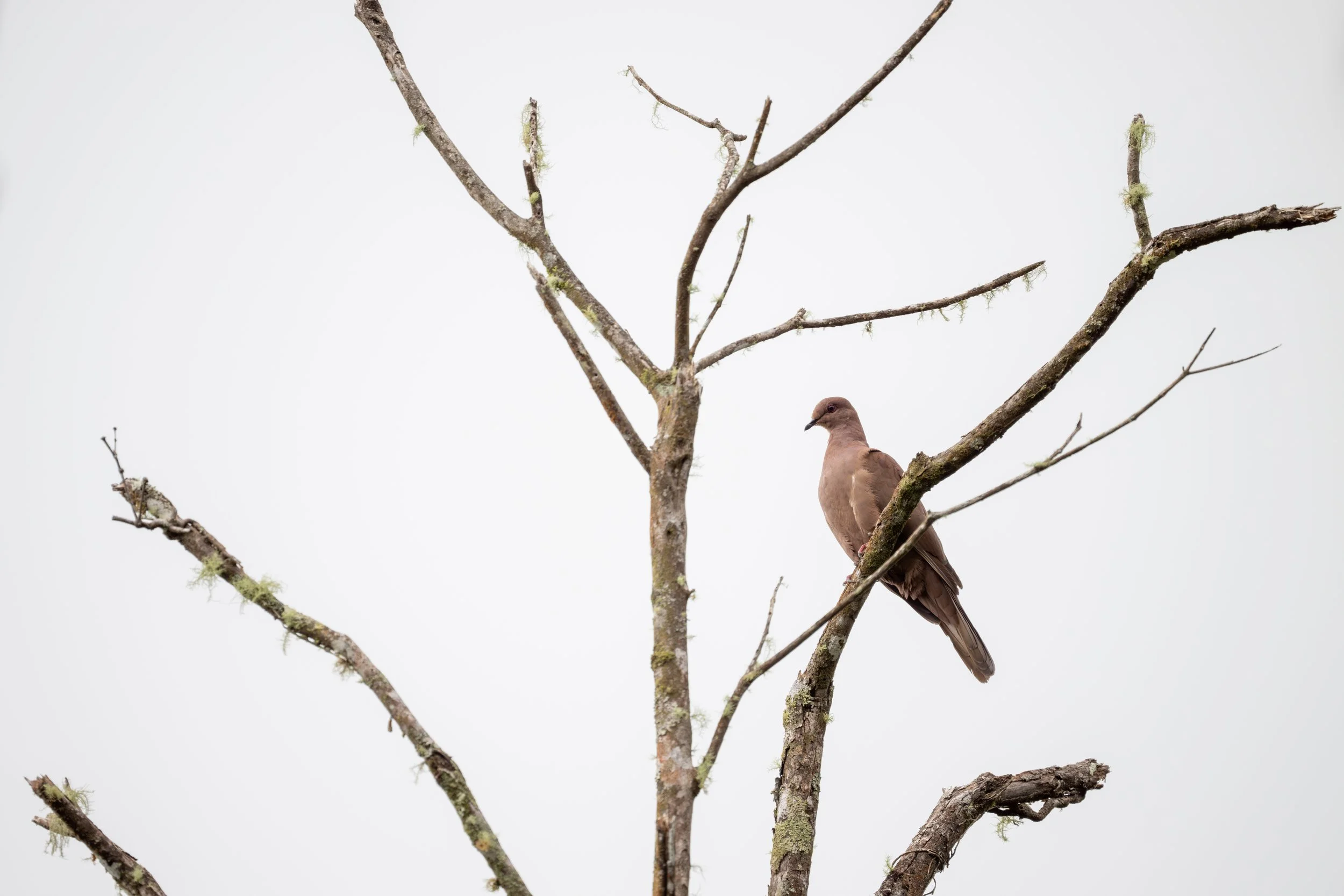Ruddy Pigeon (Patagioenas subvinacea) - Las Nubes Biological Reserve, San Jose, Costa Rica - Digital