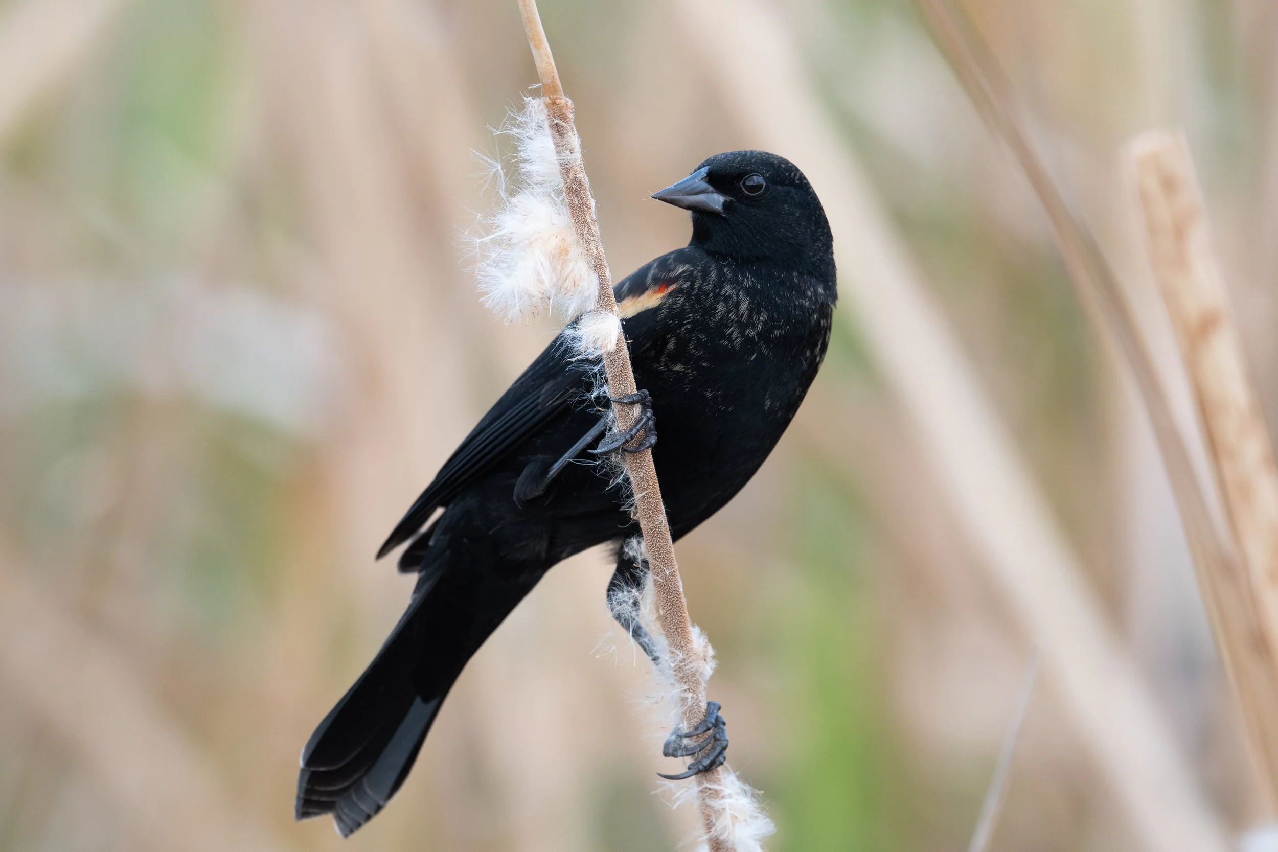 Red-winged Blackbird, South Padre Island, Cameron County, Texas