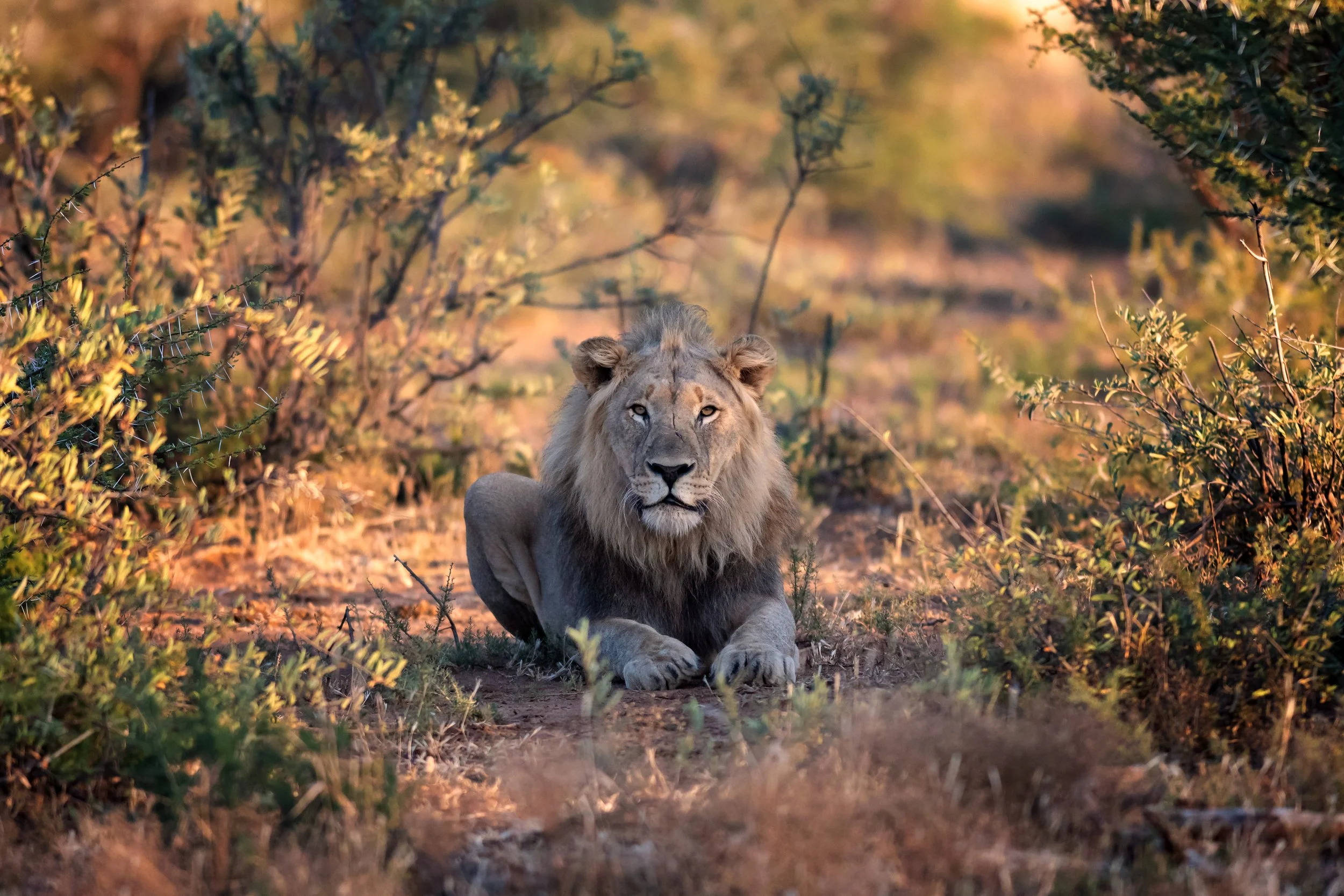 African Lion, Pilanesberg, South Africa
