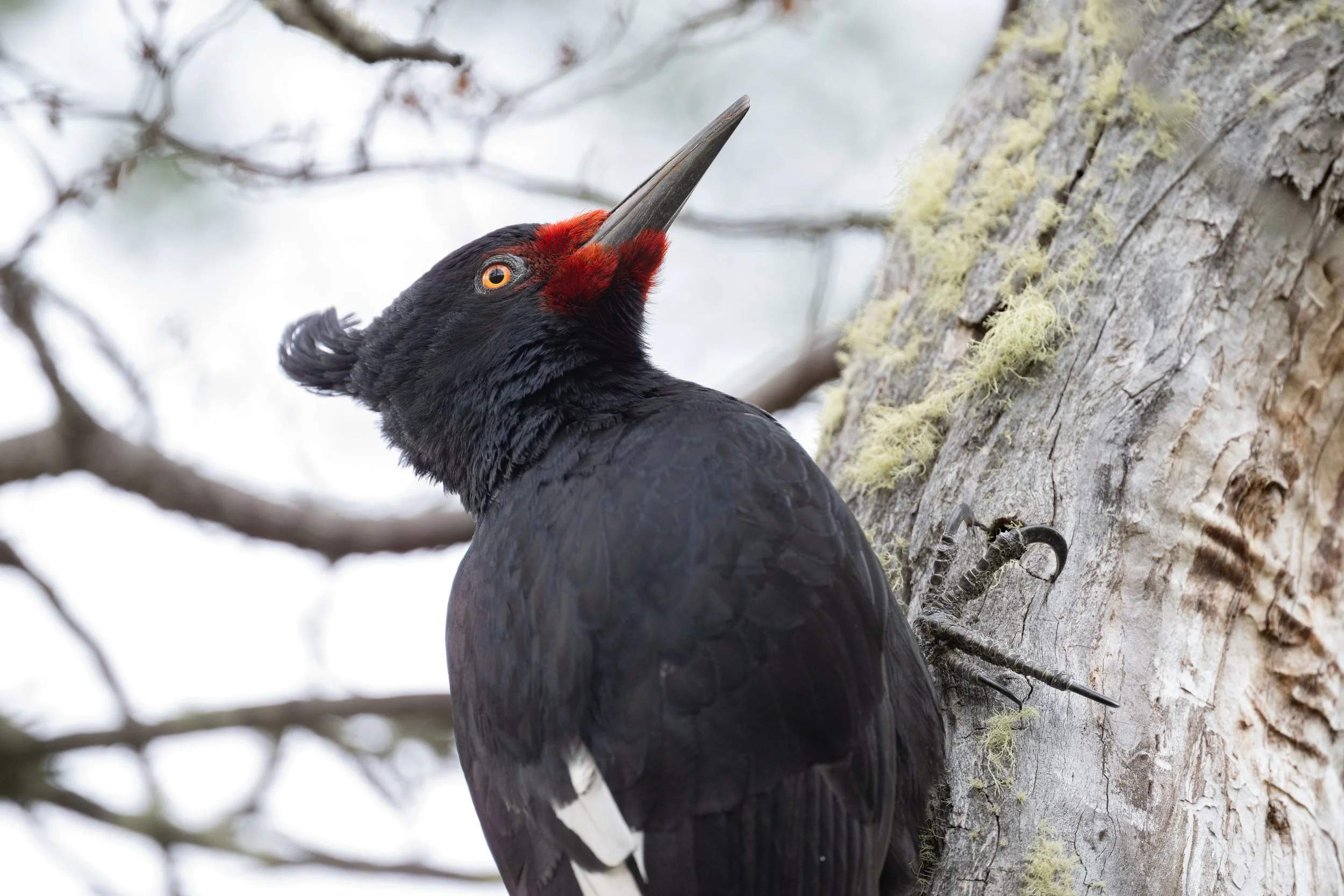 Magellanic Woodpecker (Campephilus magellanicus) - Torres del Paine - Rio Serrano, Magallanes, Chile - Digital