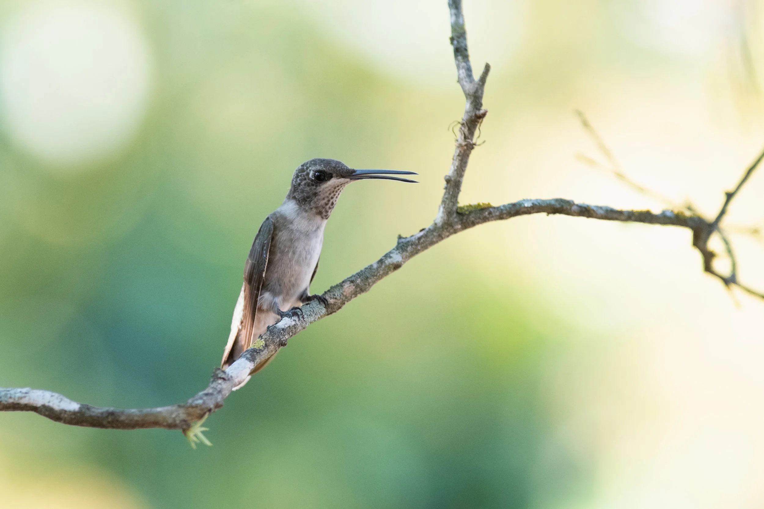Black-chinned Hummingbird, Tarrytown, Austin, Travis County, Texas