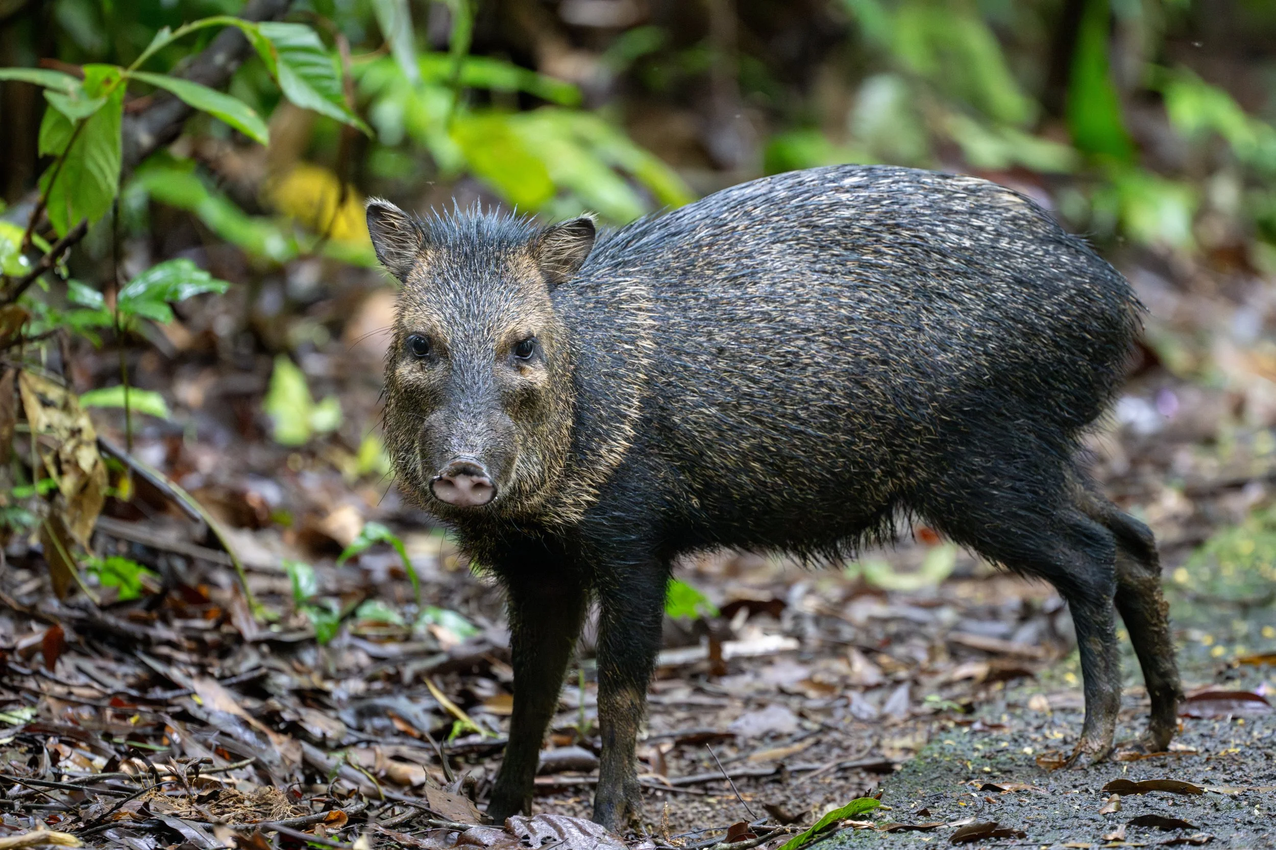 Collared Peccary (Dicotyles tajacu) - La Selva Biological Station, Heredia, Costa Rica - Digital