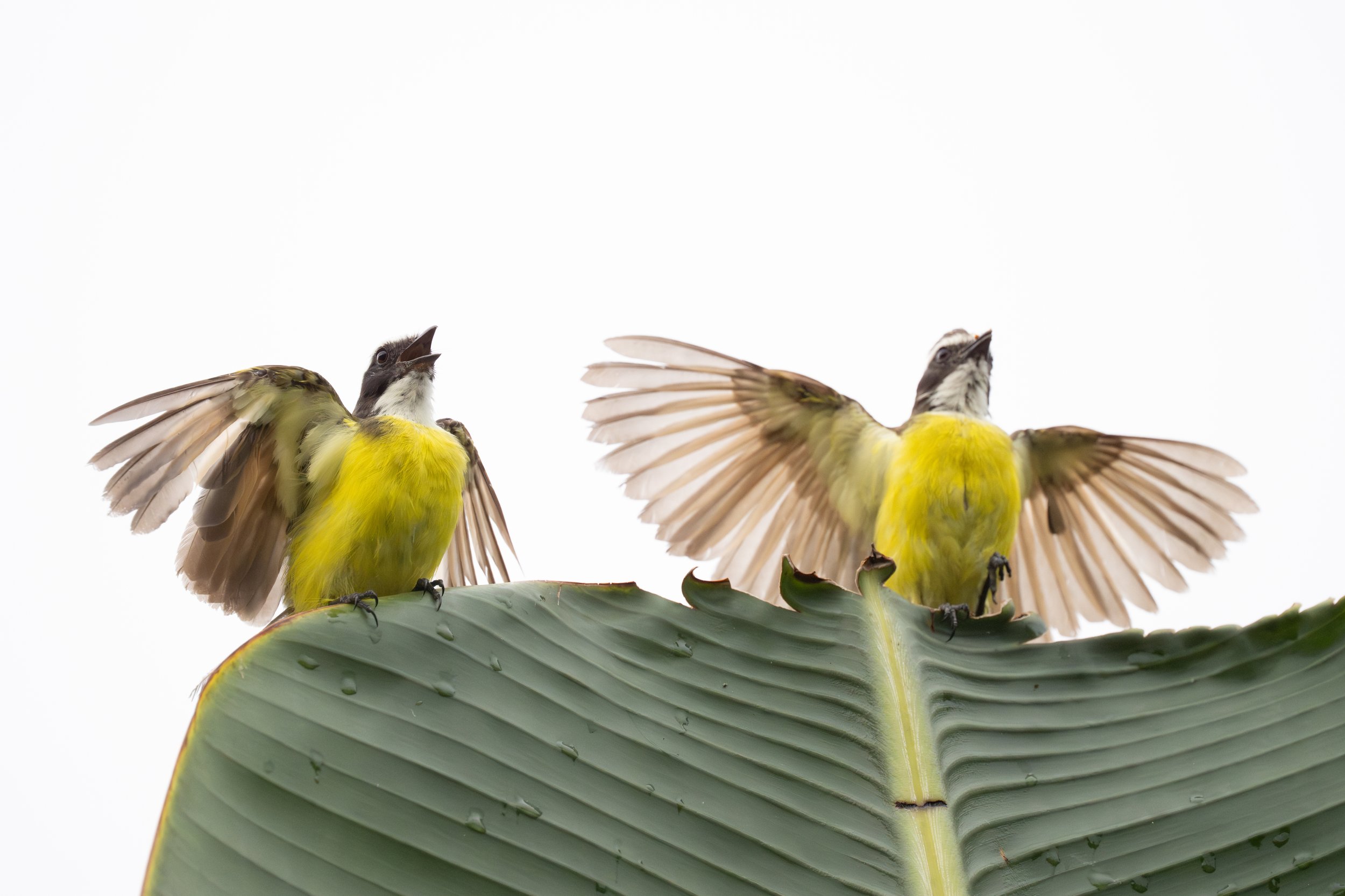 Rusty-margined Flycatcher (Myiozetetes cayanensis) - La Gamba Tropenstation, Puntarenas, Costa Rica - Digital