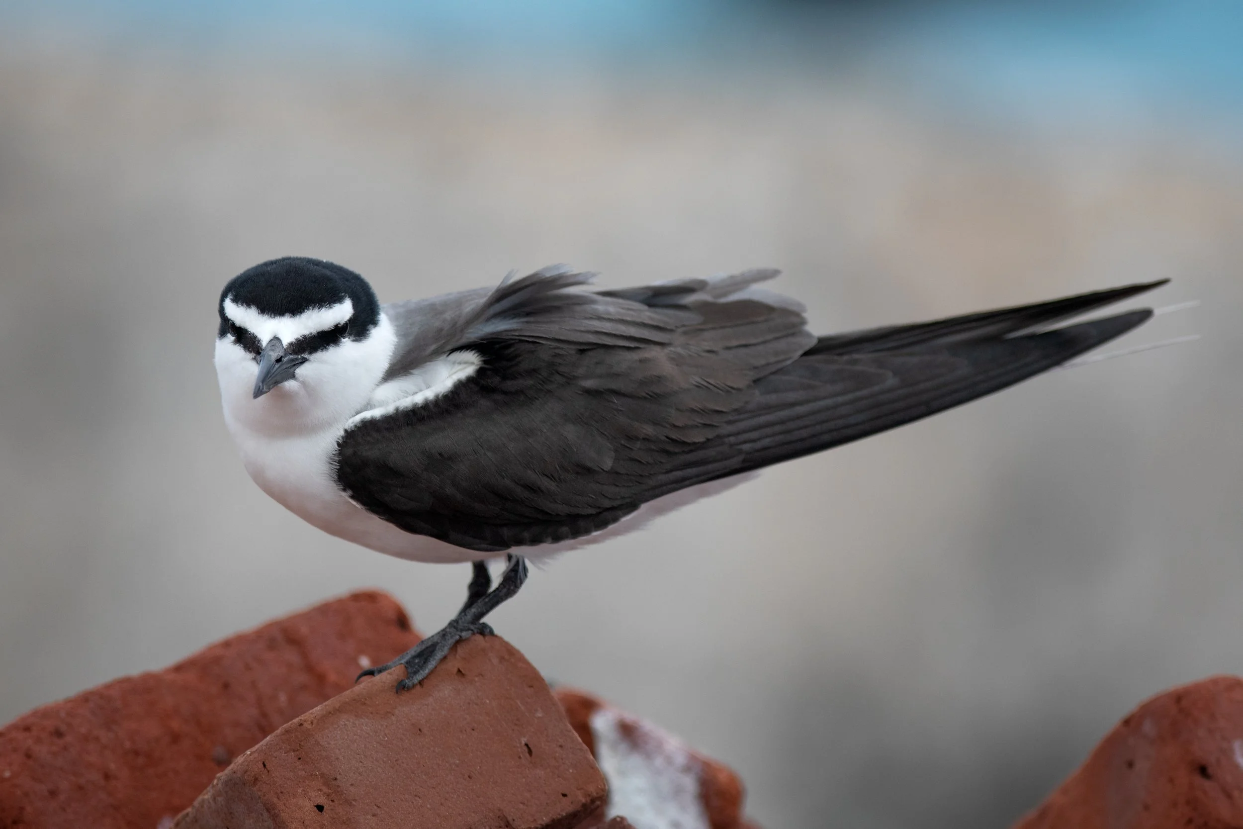 Bridled Tern, Garden Key, Dry Tortugas National Park, Monroe County, Florida