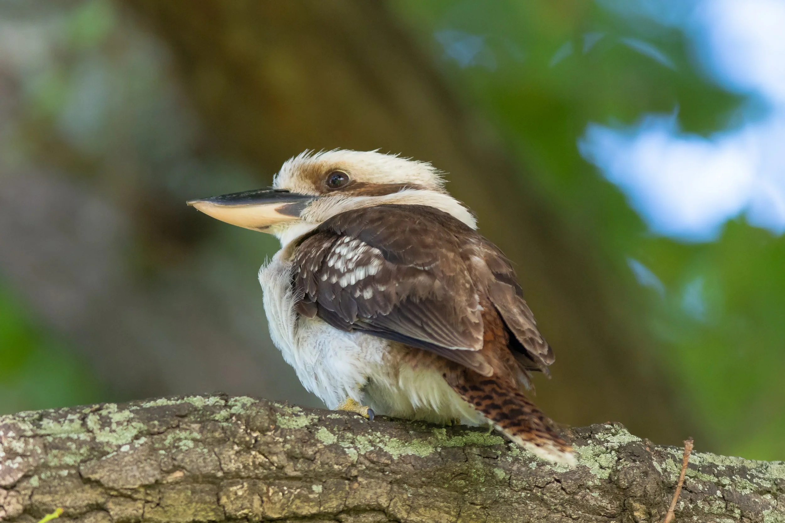 Laughing Kookaburra, Kings Park, Perth, Western Australia, Australia