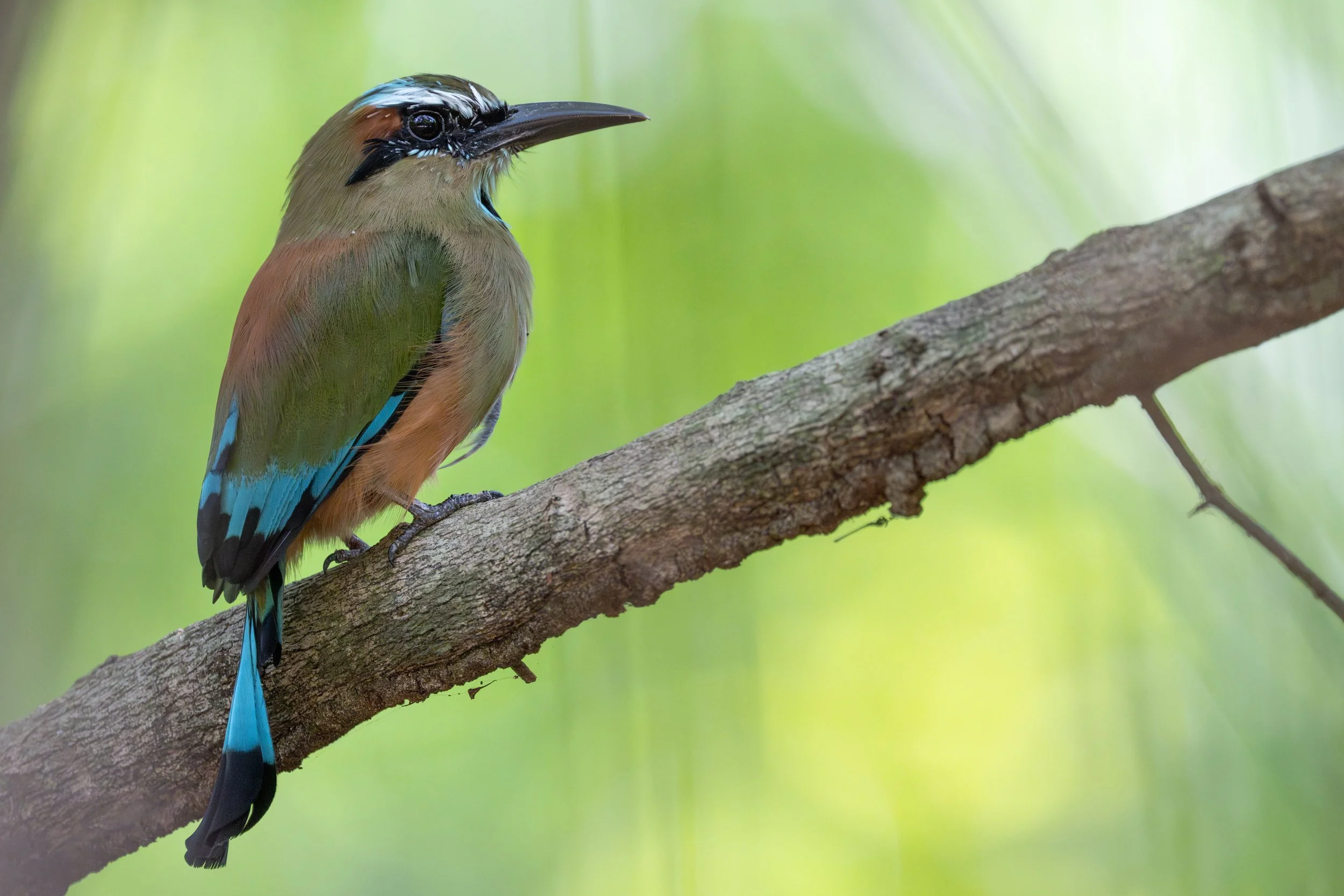 Turquoise-browed Motmot (Eumomota superciliosa) - Punta Morales, Puntarenas, Costa Rica - Digital