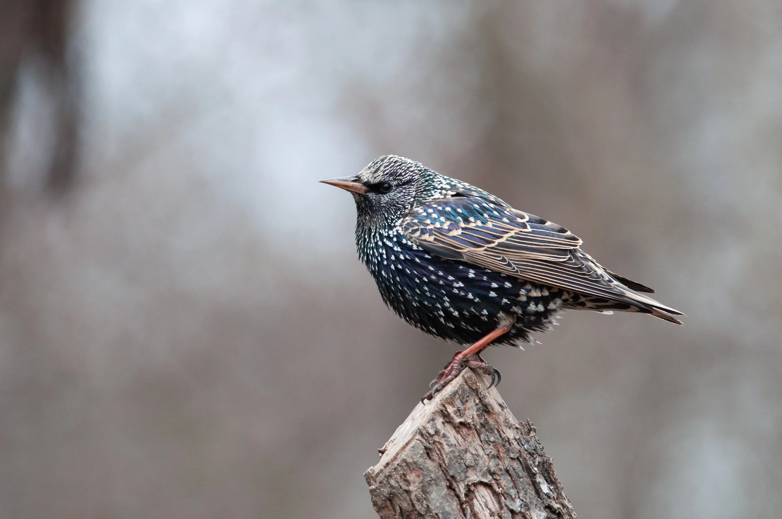 European Starling, Golyamo Dryanovo, Stara Zagora, Bulgaria
