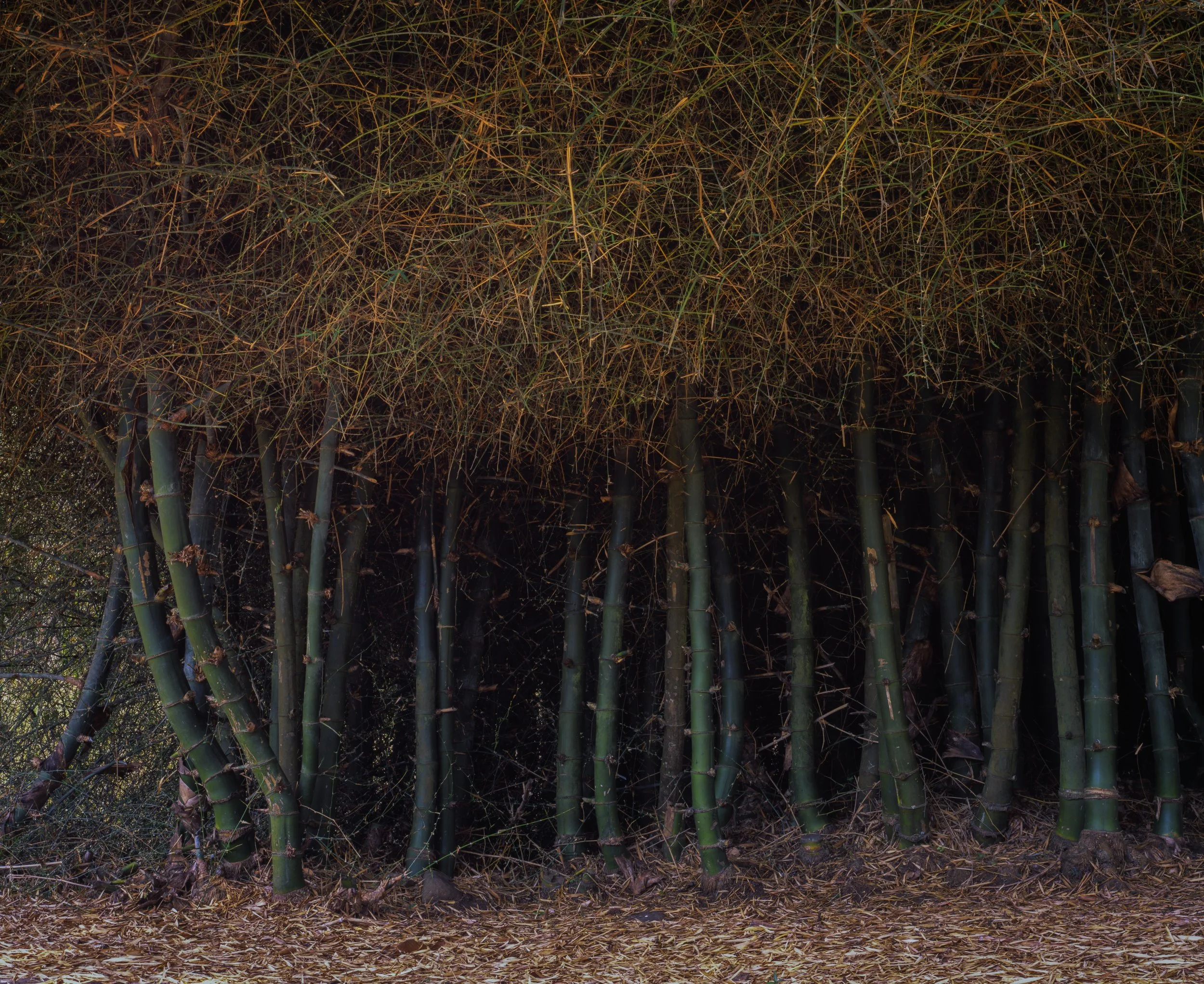 Bamboo grove at Mudumulai, Tamil Nadu, India — 4x5 large format film photograph
