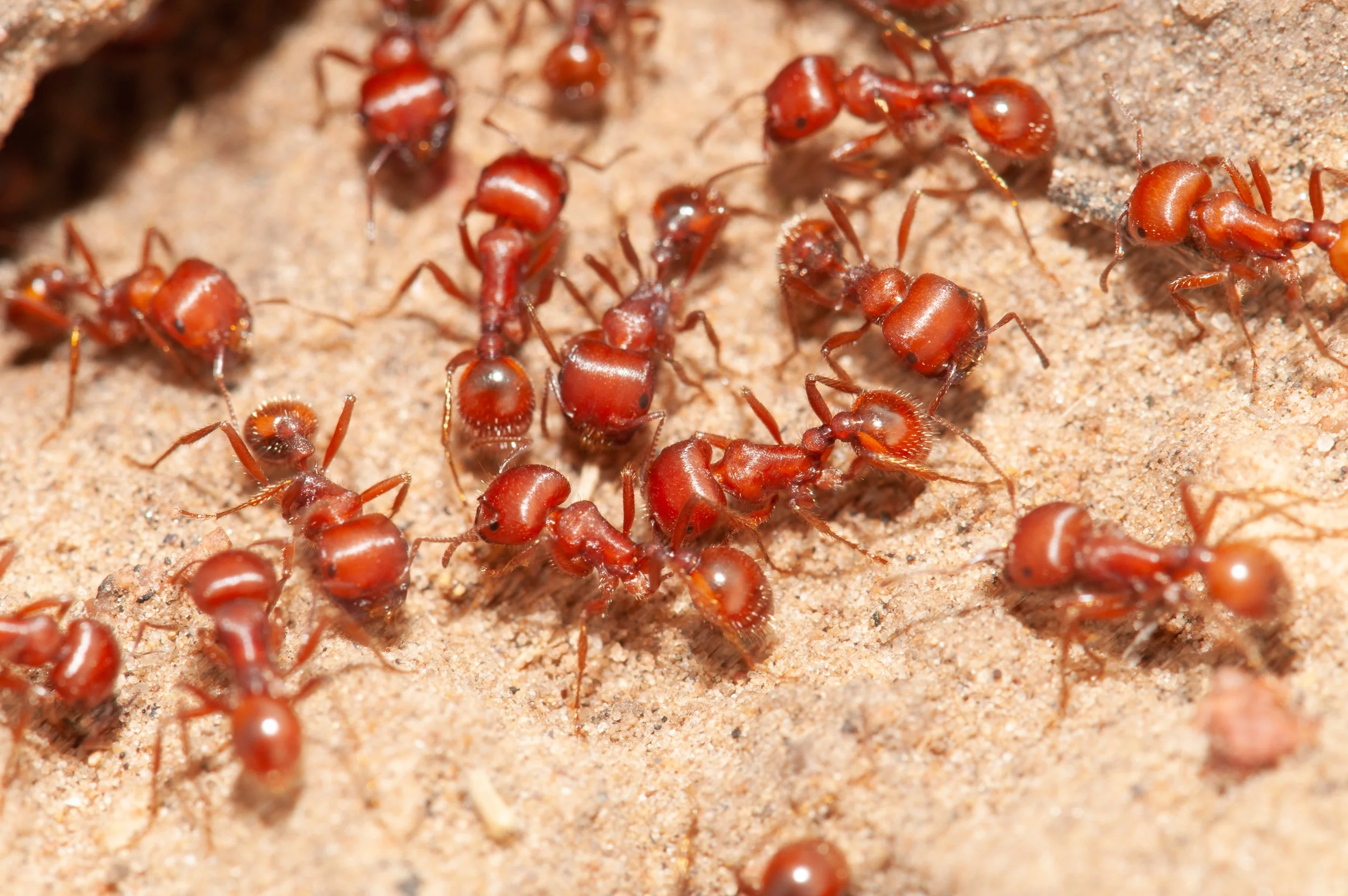 Red Ant, formica, llano