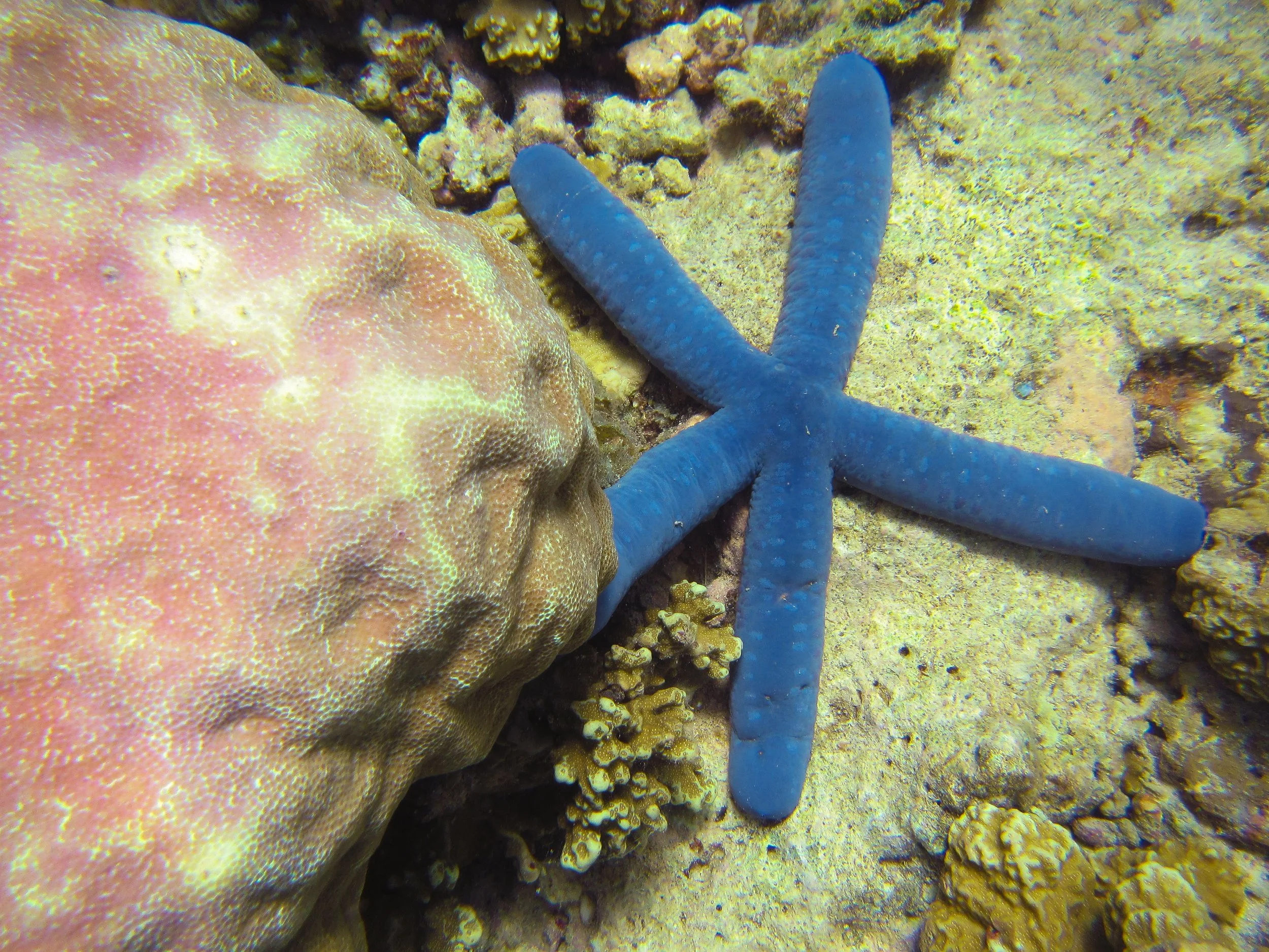 Blue Sea Star, A blue starfish on a coral reef next to a pink and yellow coral formation.