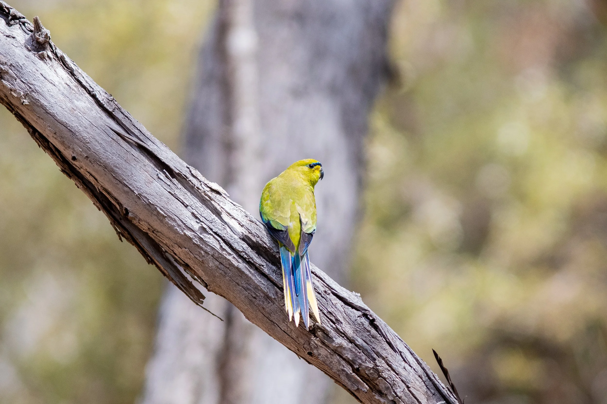 Elegant Parrot, Stirling Range, Gnowangerup, Western Australia, Australia