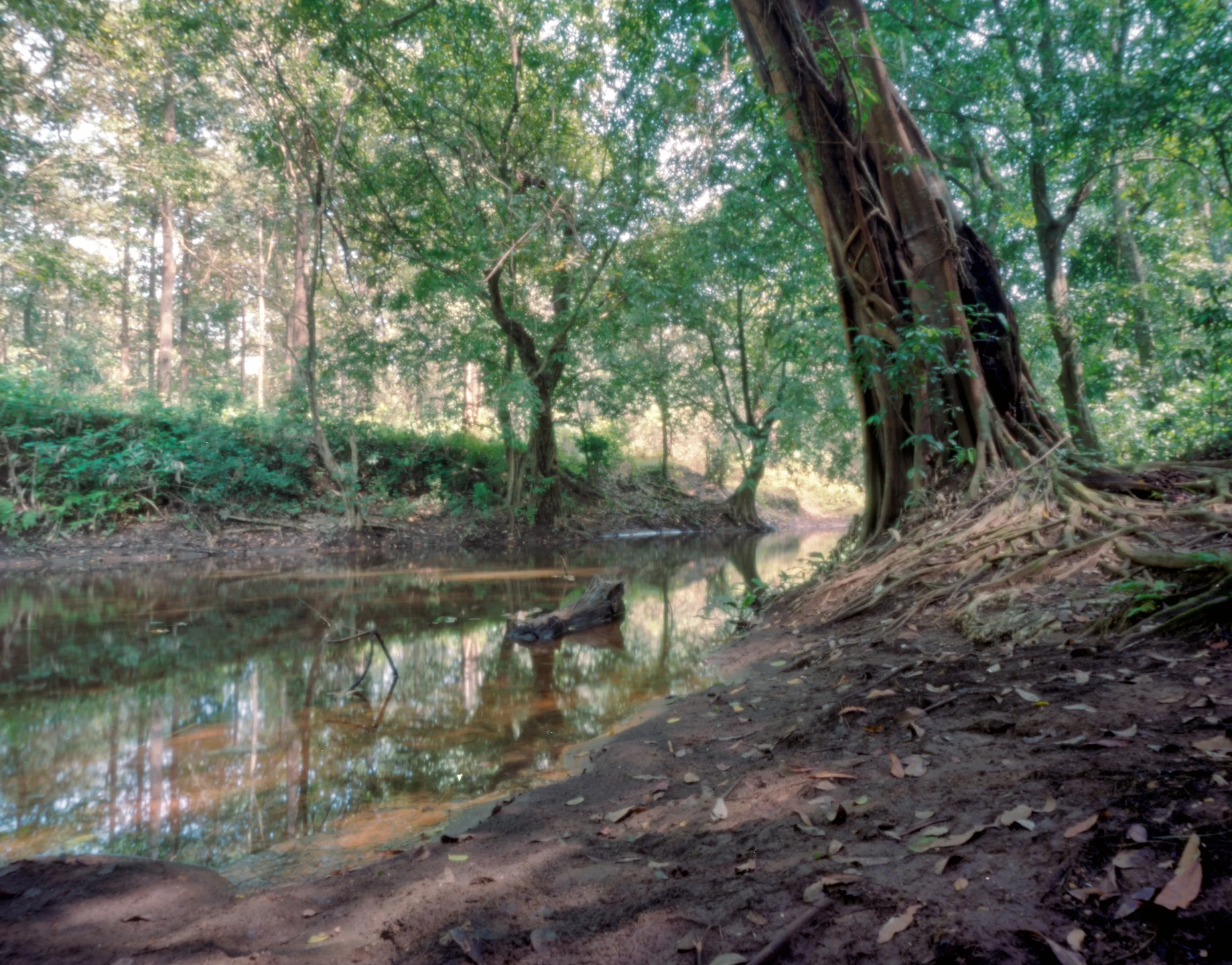 Thattekad Bird Sanctuary Pinhole, Kerala, India