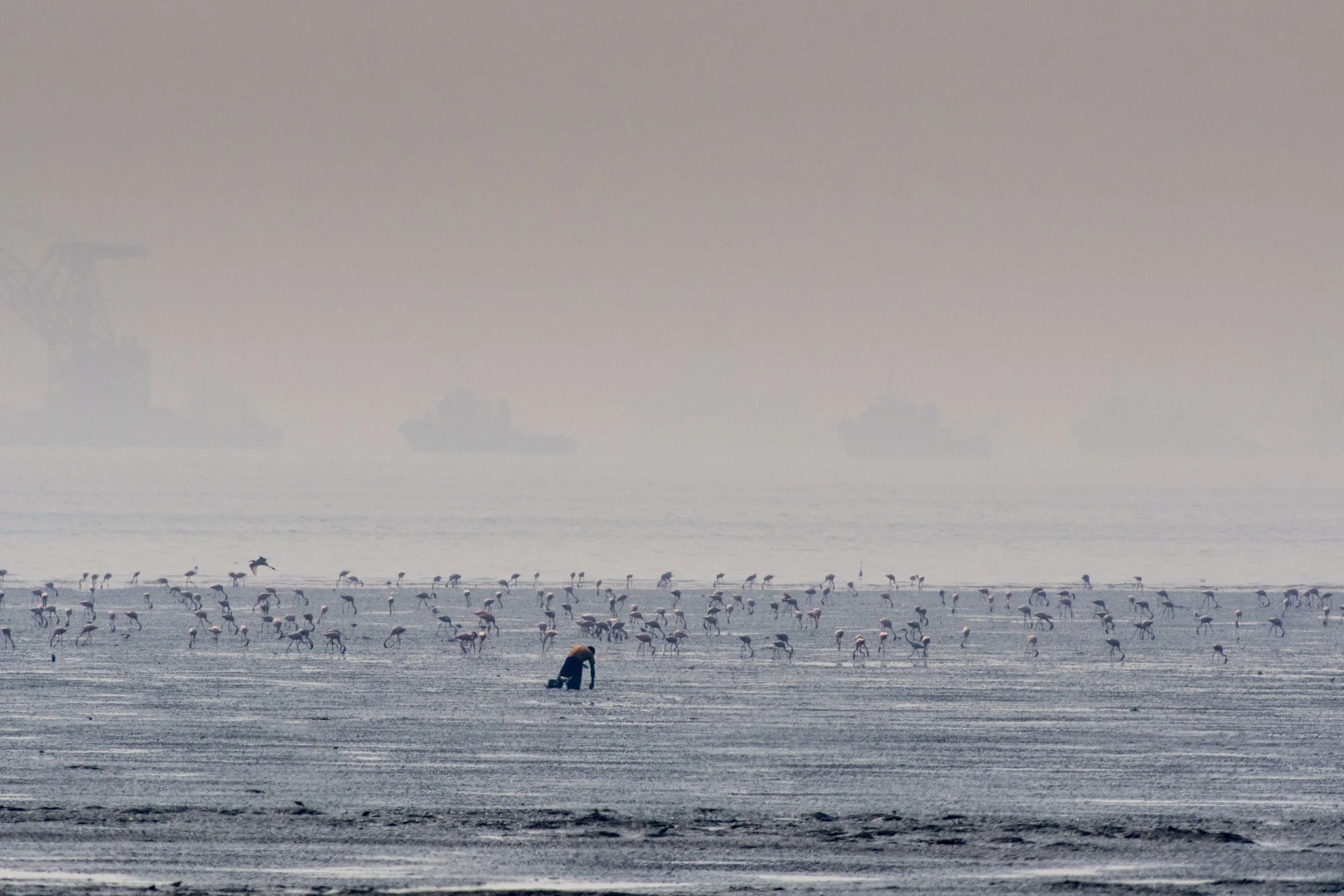 Man & Flamingos Foraging, Sewri, Mumbai, Mahalaxmi, India