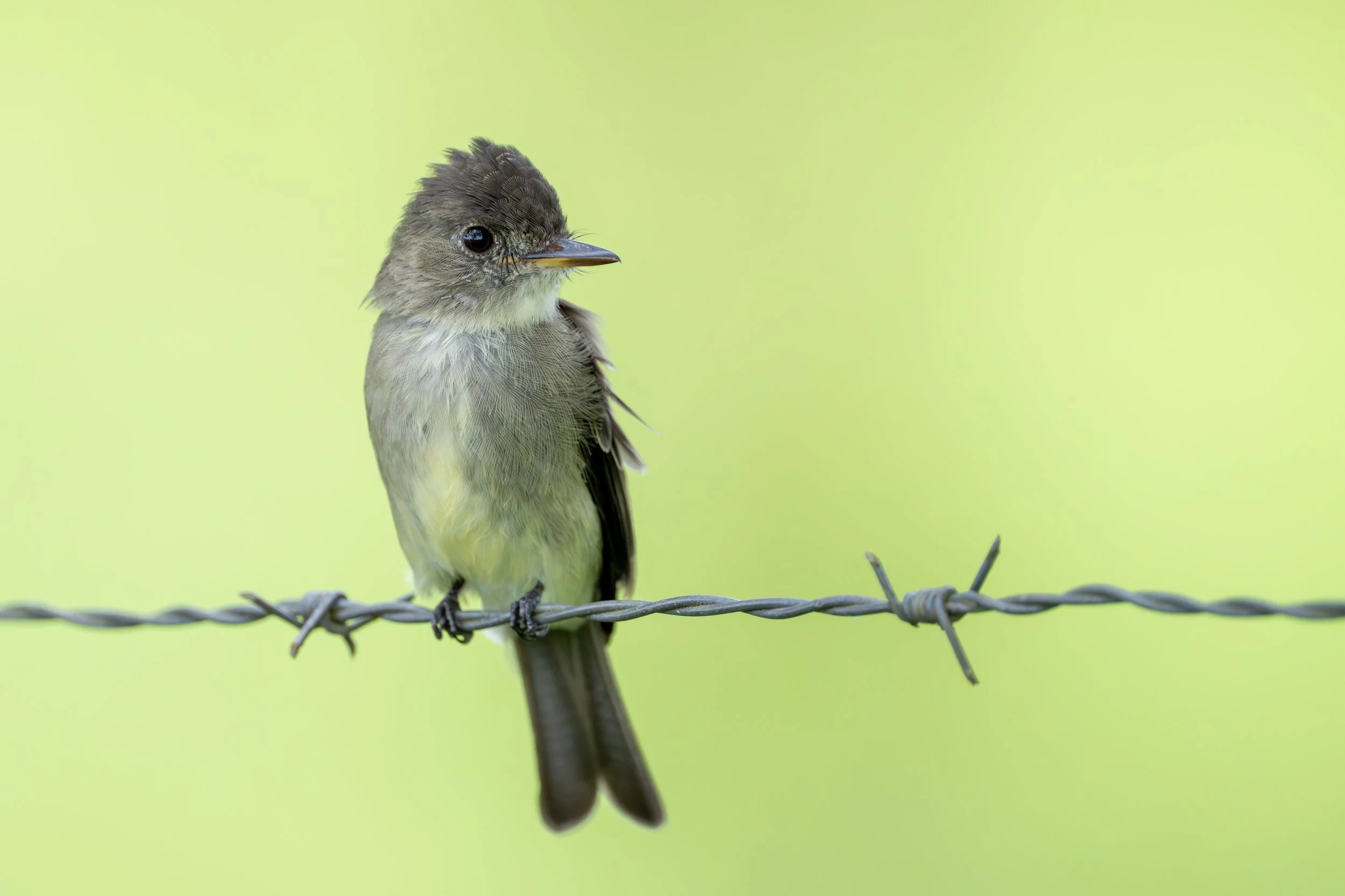 Northern Tropical Pewee (Contopus bogotensis) - Lapa Verde, Heredia, Costa Rica - Digital