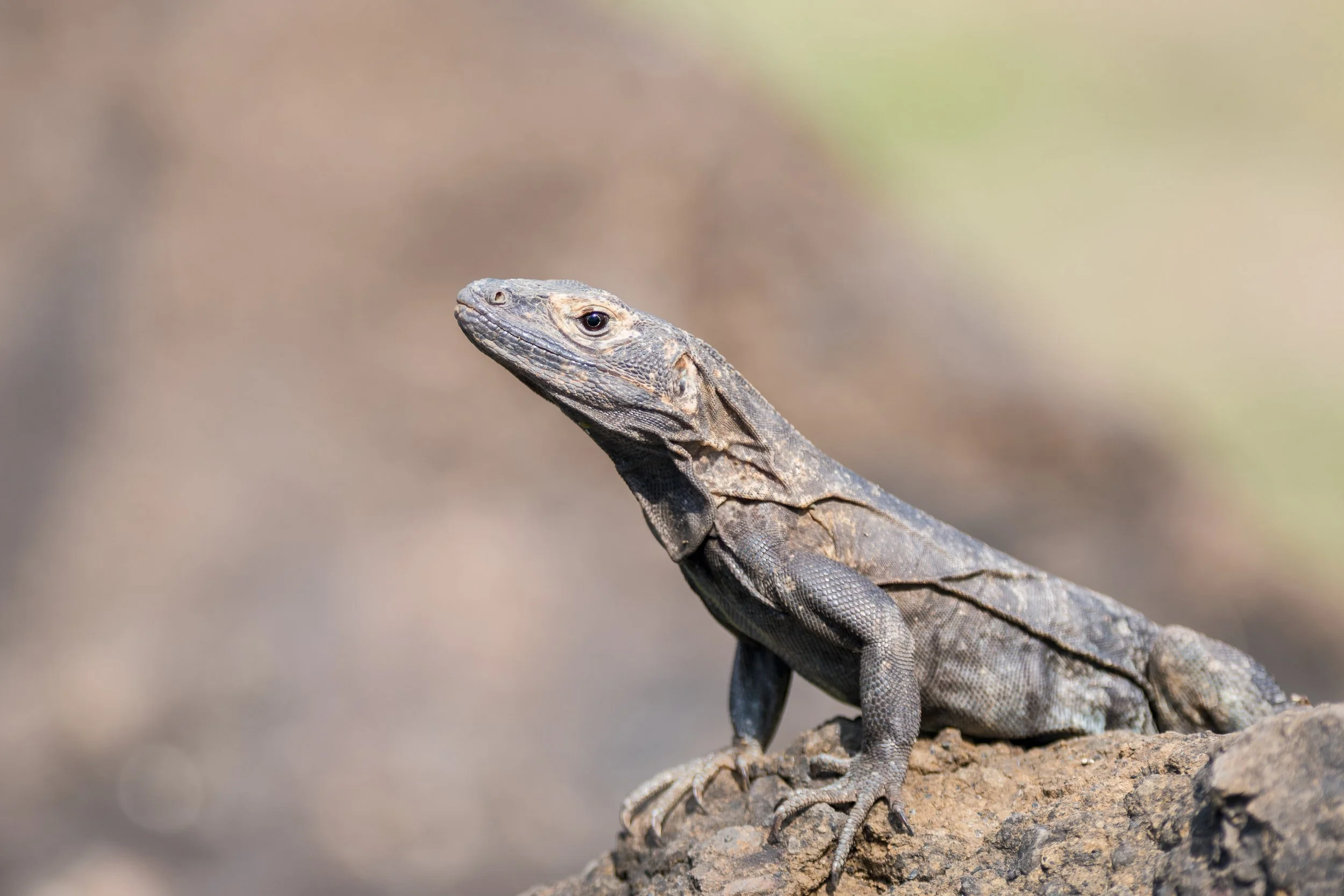 Black Spiny-tailed Iguana, Ctenosaura similis, Panama