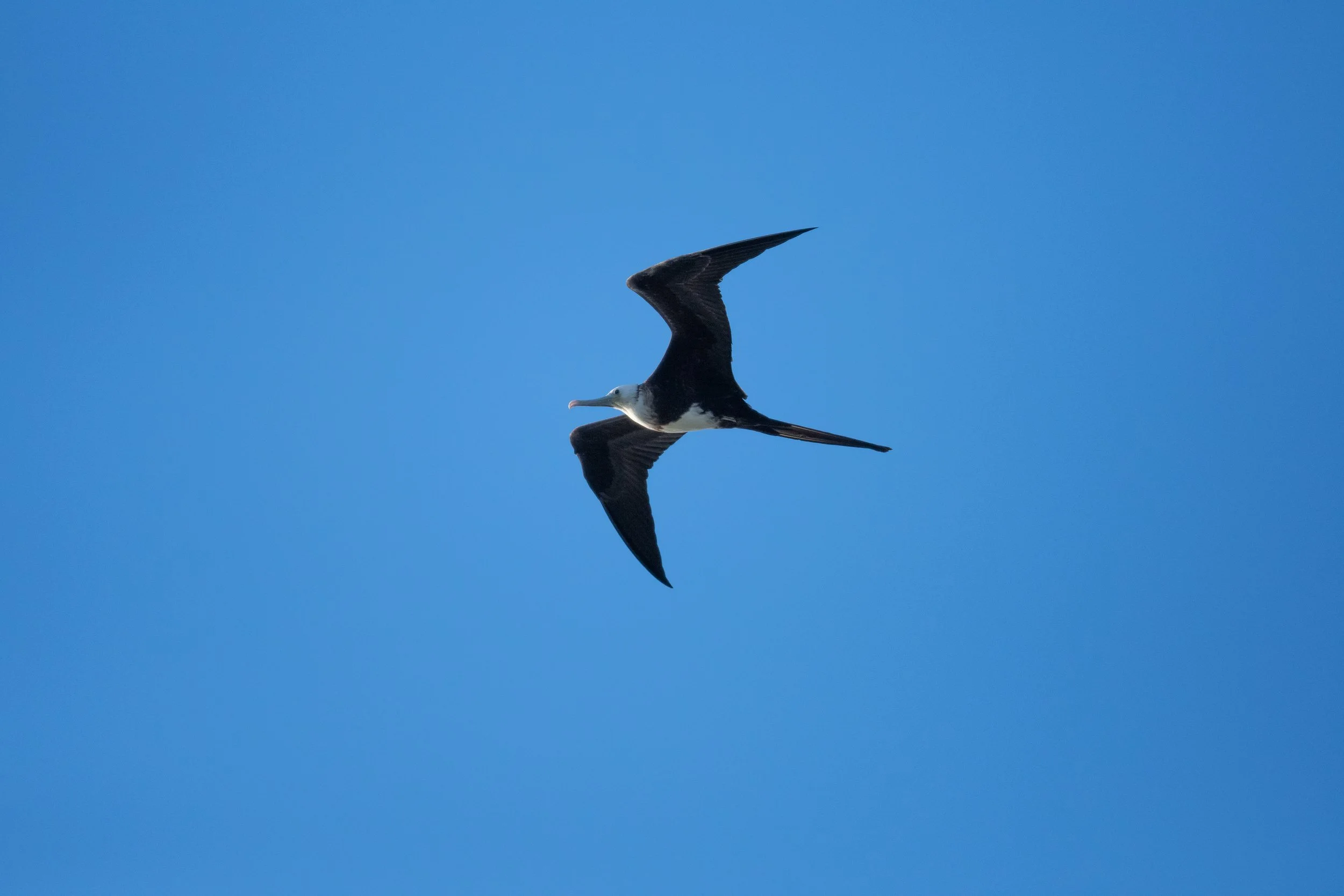 Magnificent Frigatebird, Punta Cana, La Altagracia, Dominican Republic