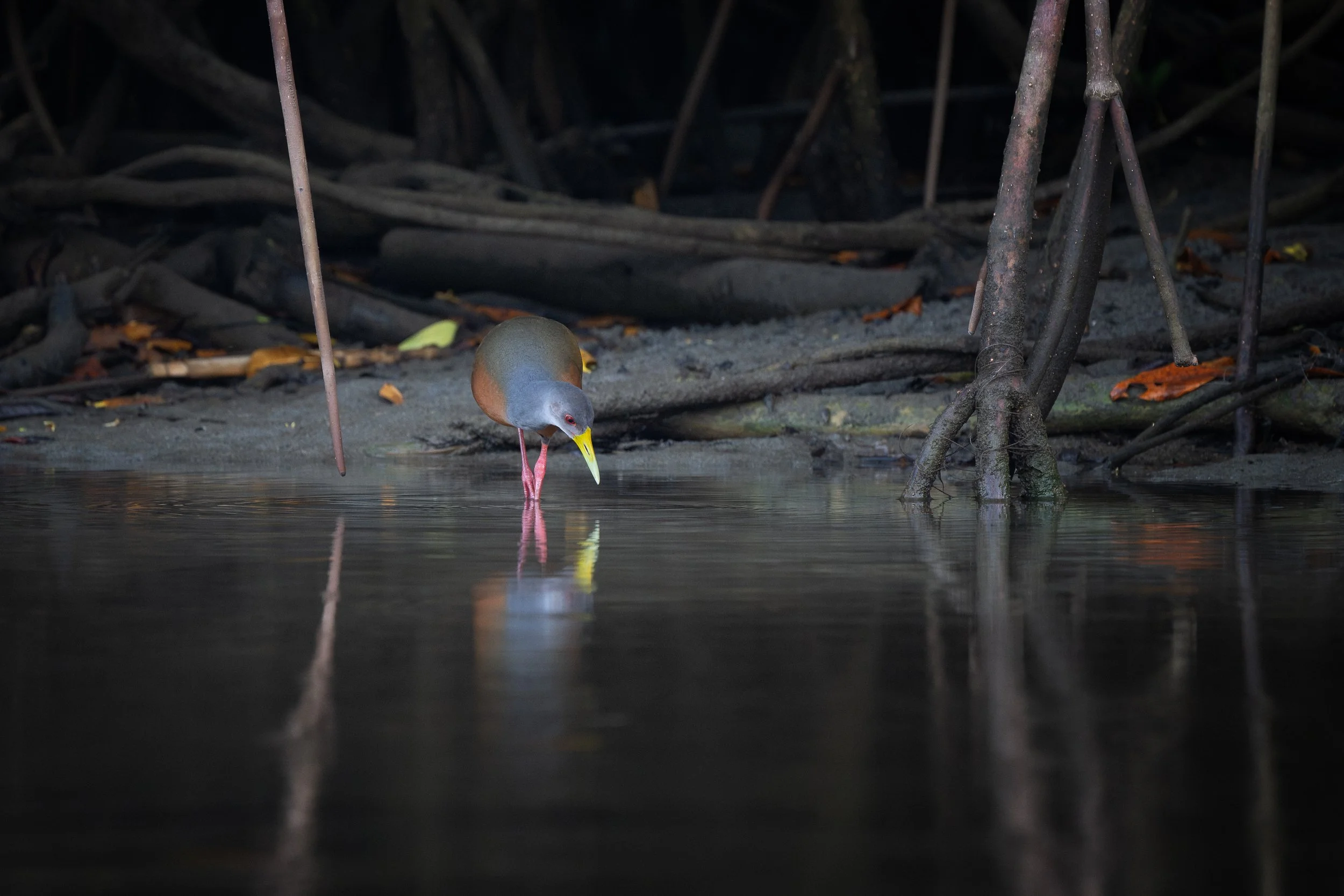 Gray-cowled Wood-Rail (Aramides cajaneus) - Manuel Antonio National Park, Puntarenas, Costa Rica - Digital