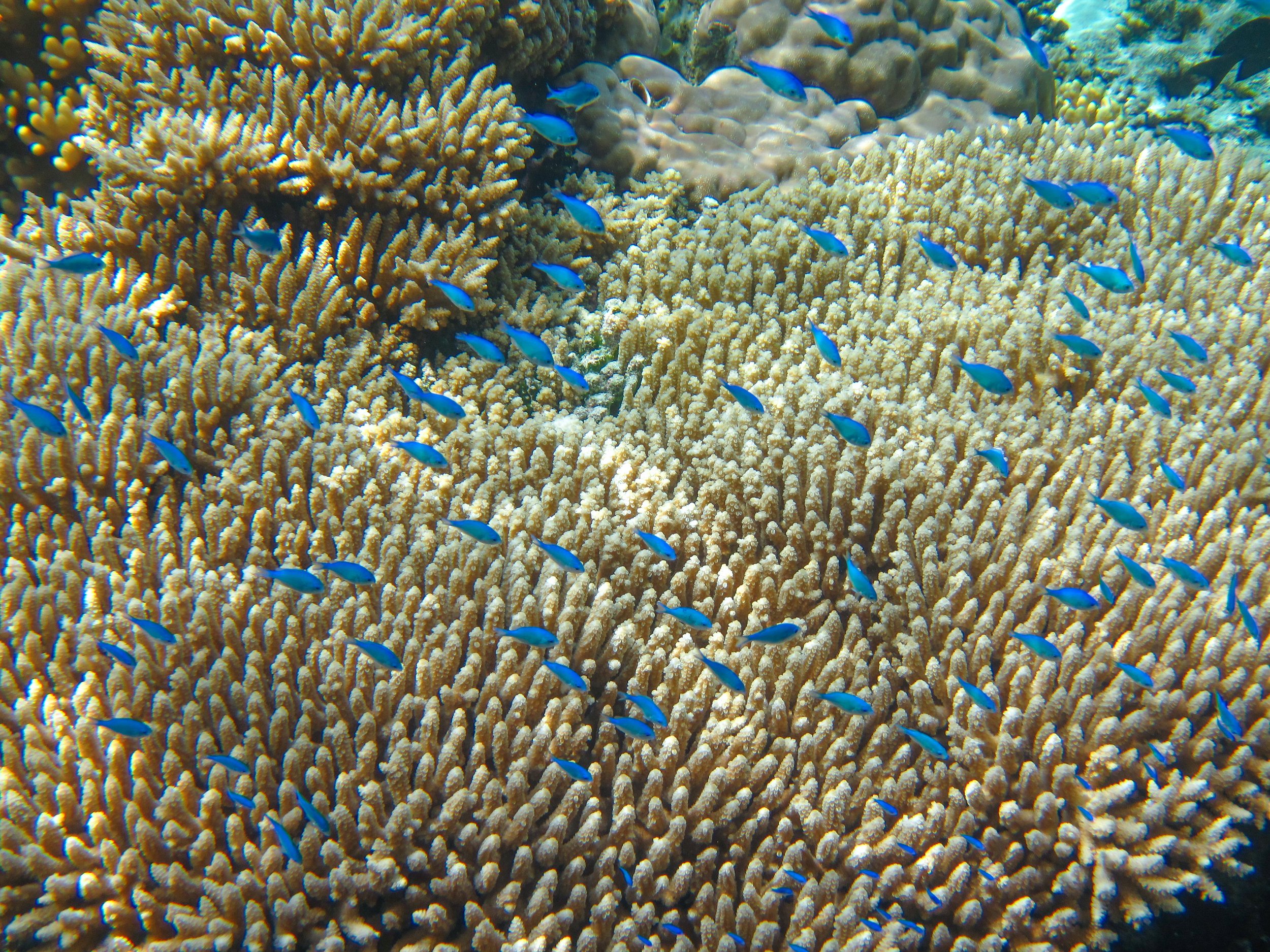 Blue-green Chromis, Underwater coral reef with small blue fish swimming around beige and brown coral.