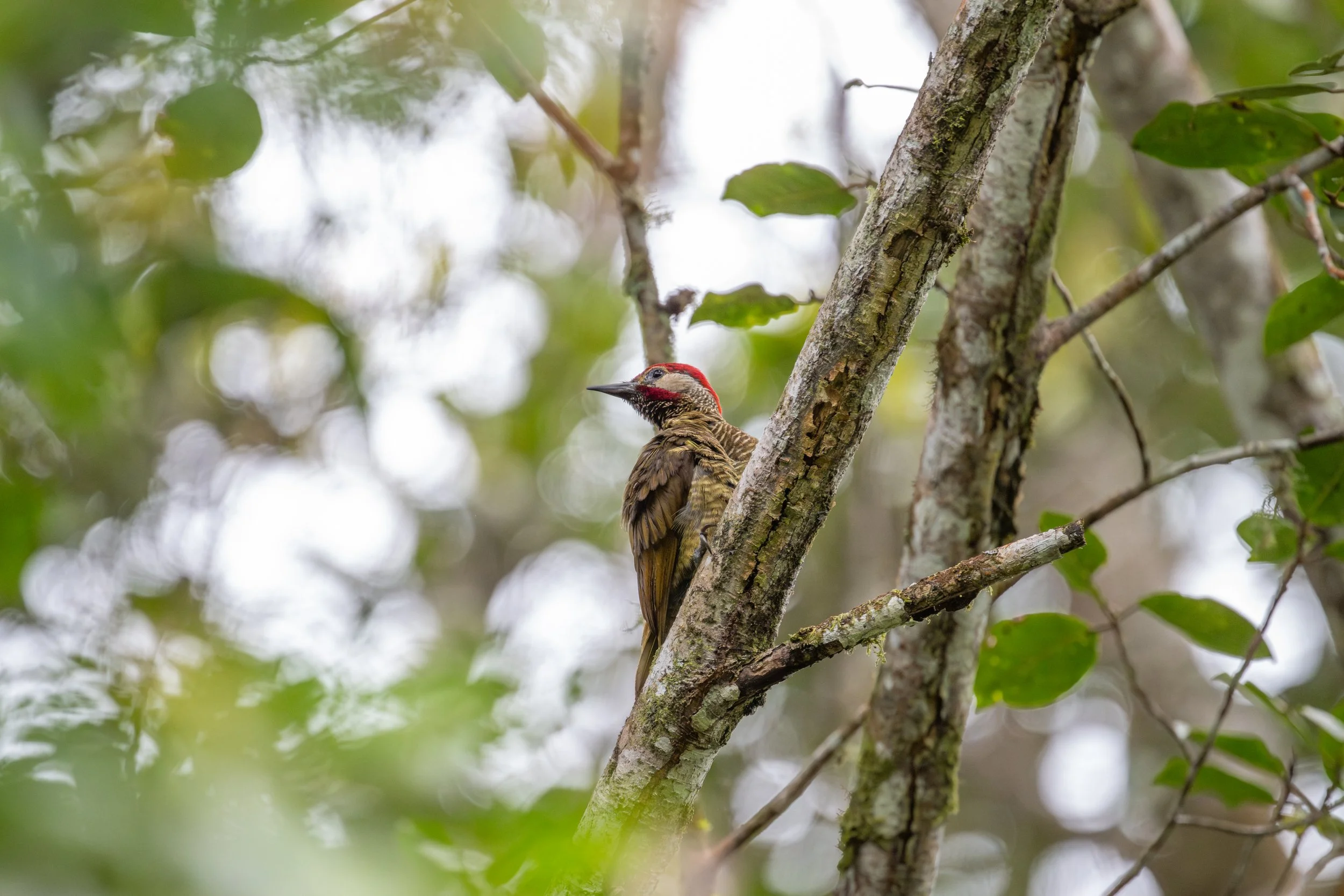 Golden-olive Woodpecker (Colaptes rubiginosus) - Rancho Naturalista, Cartago, Costa Rica - Digital