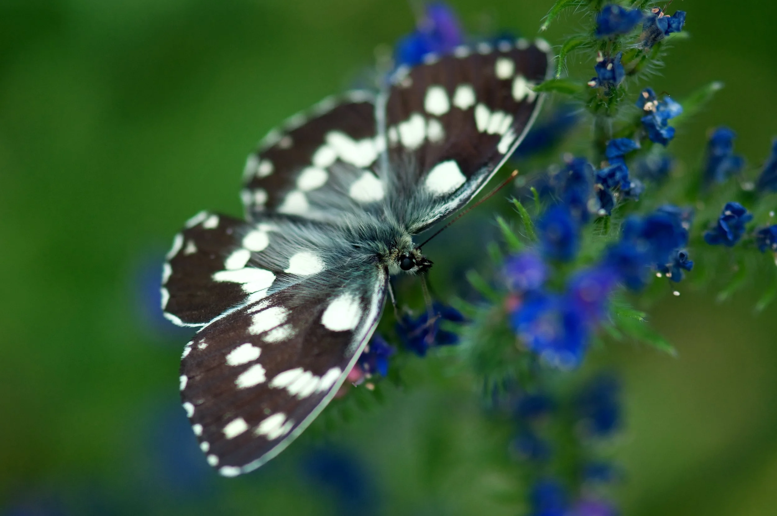 Marbled White (Melanargia galathea) - Skopje, North Macedonia - Digital