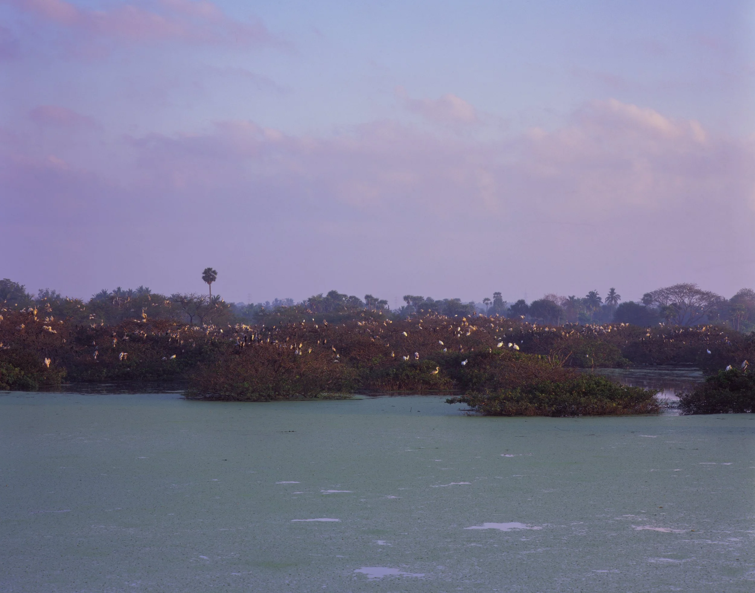 Vedanthangal Bird Sanctuary, Tamil Nadu, India