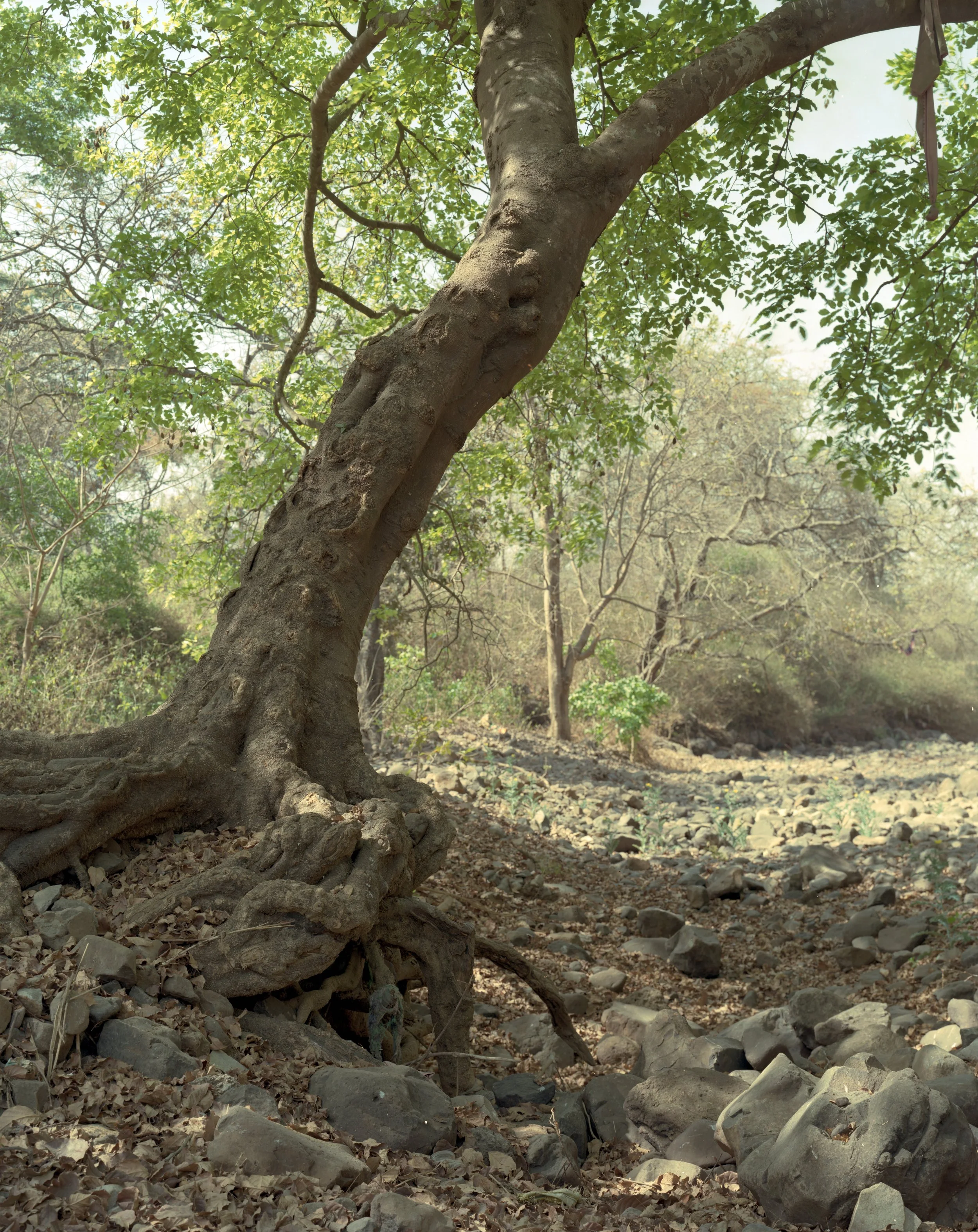 Tree at Sanjay Gandhi National Park, Mumbai, Maharashtra, India