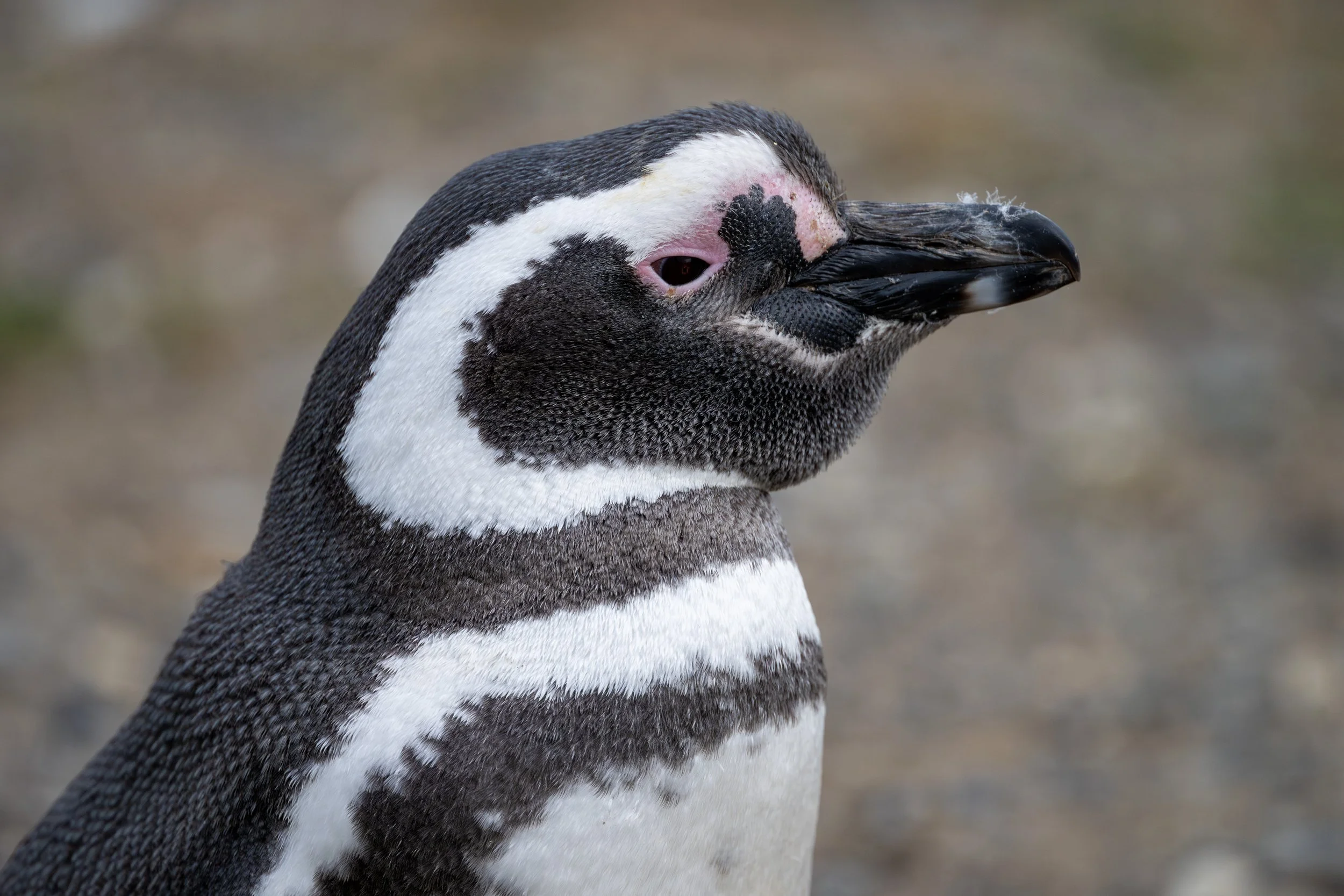 Magellanic Penguin (Campephilus magellanicus) - Isla Magdalena, Magallanes, Chile - Digital